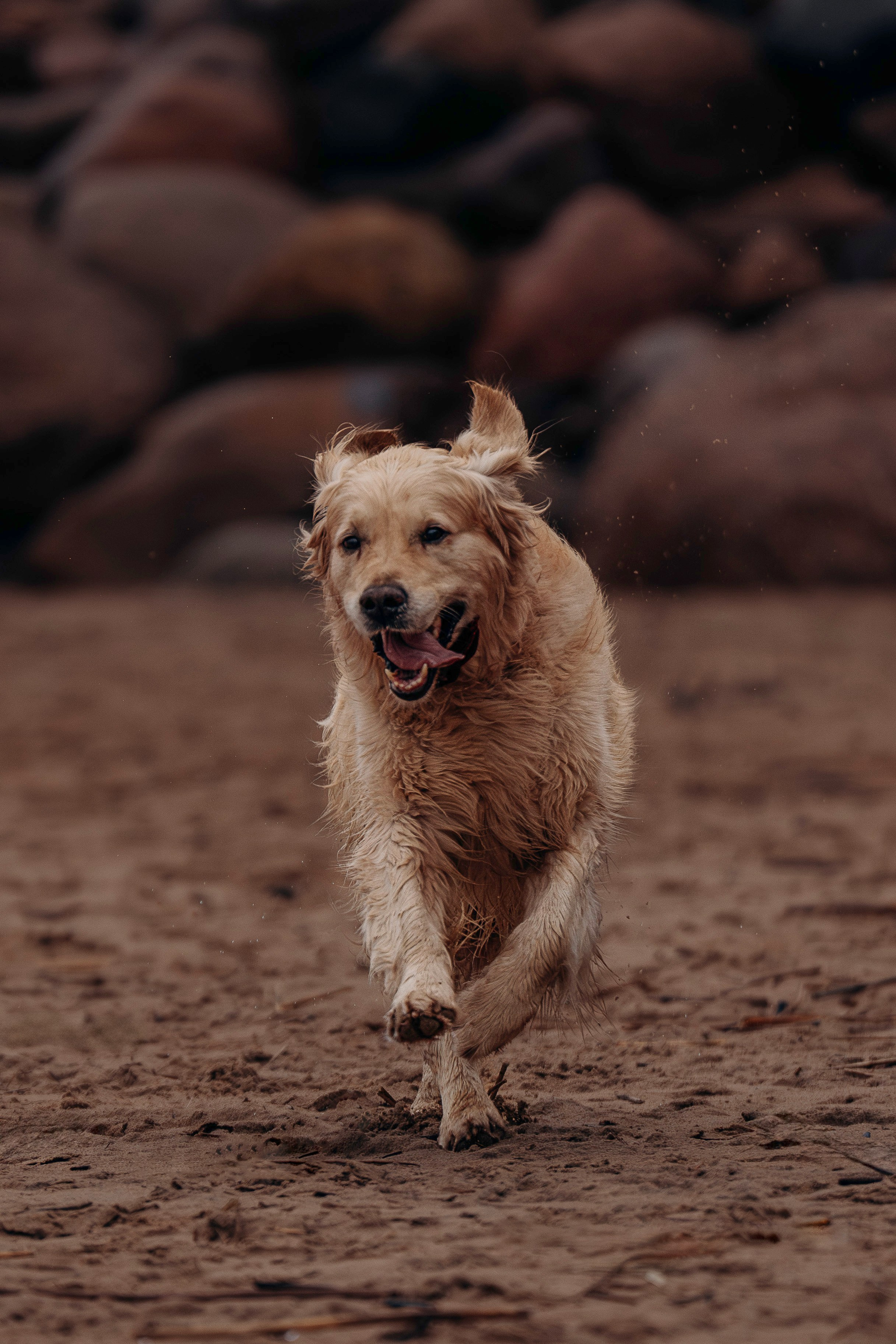 Асти, Крис и Александра. Фотограф анималист в Спб недорого Олеся Майорова