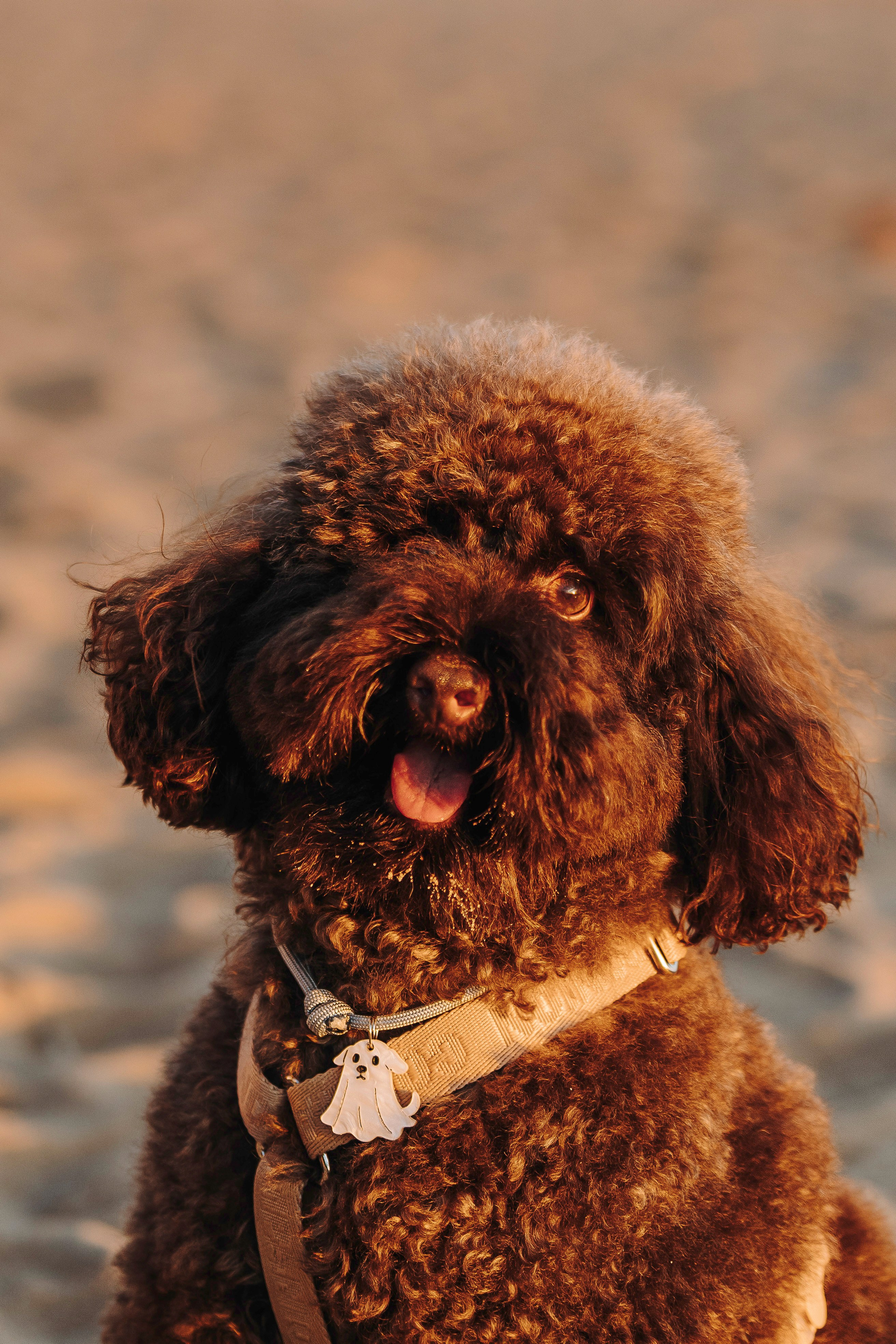 Фотосессия девушки с пуделем на пляже на закате. Фотограф анималист в Спб недорого Олеся Майорова