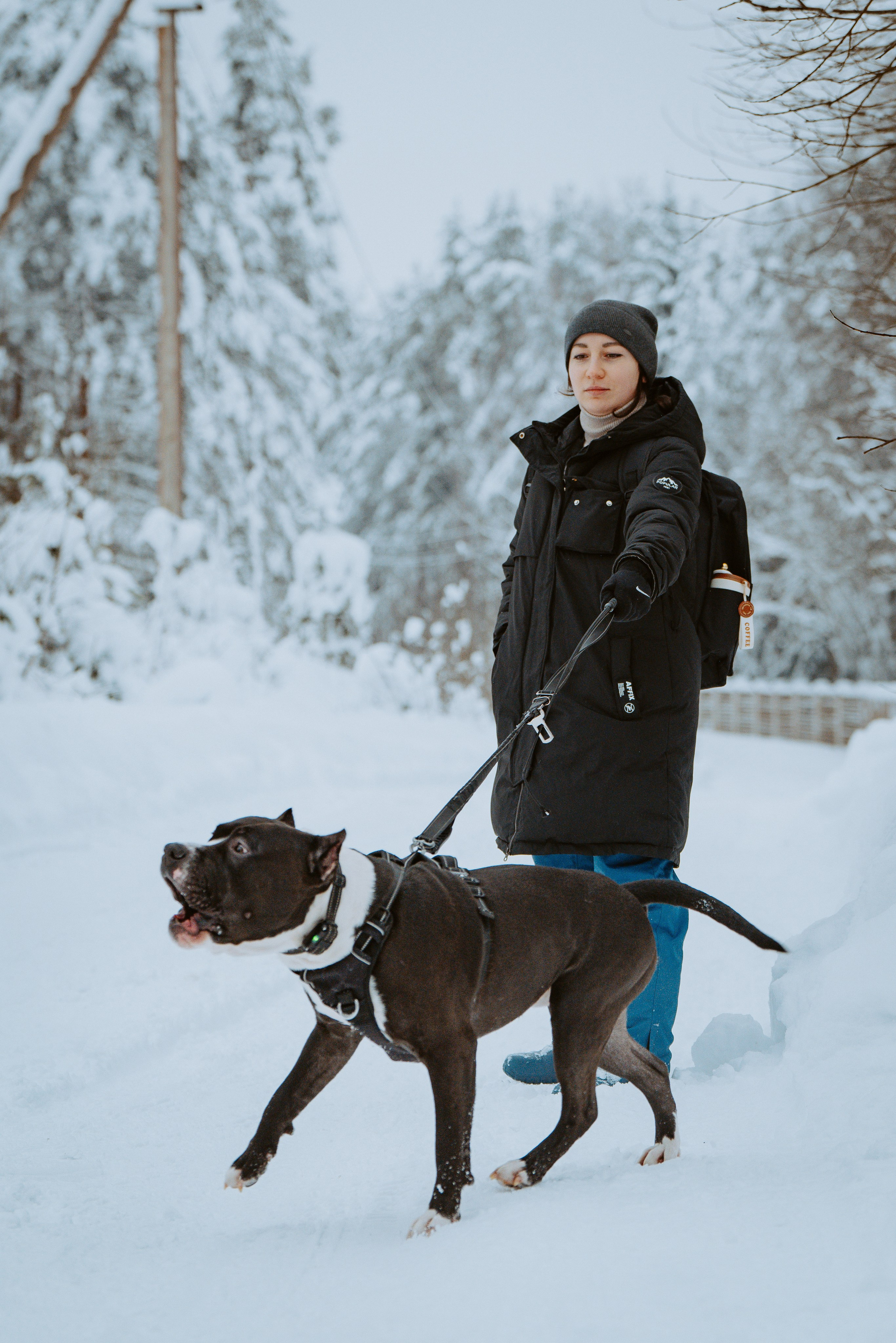 Дог трекинг. Фотограф анималист в Спб недорого Олеся Майорова