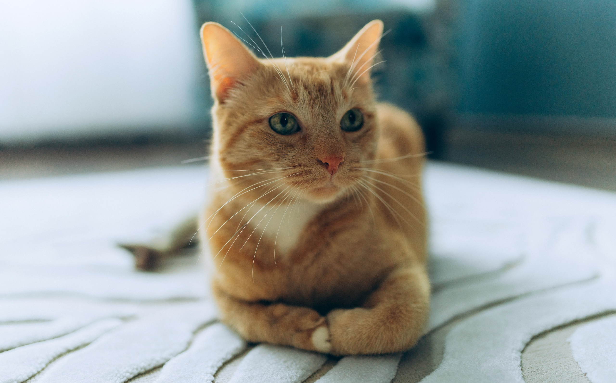 Даша и Брукс. Фотограф анималист в Спб недорого Олеся Майорова
