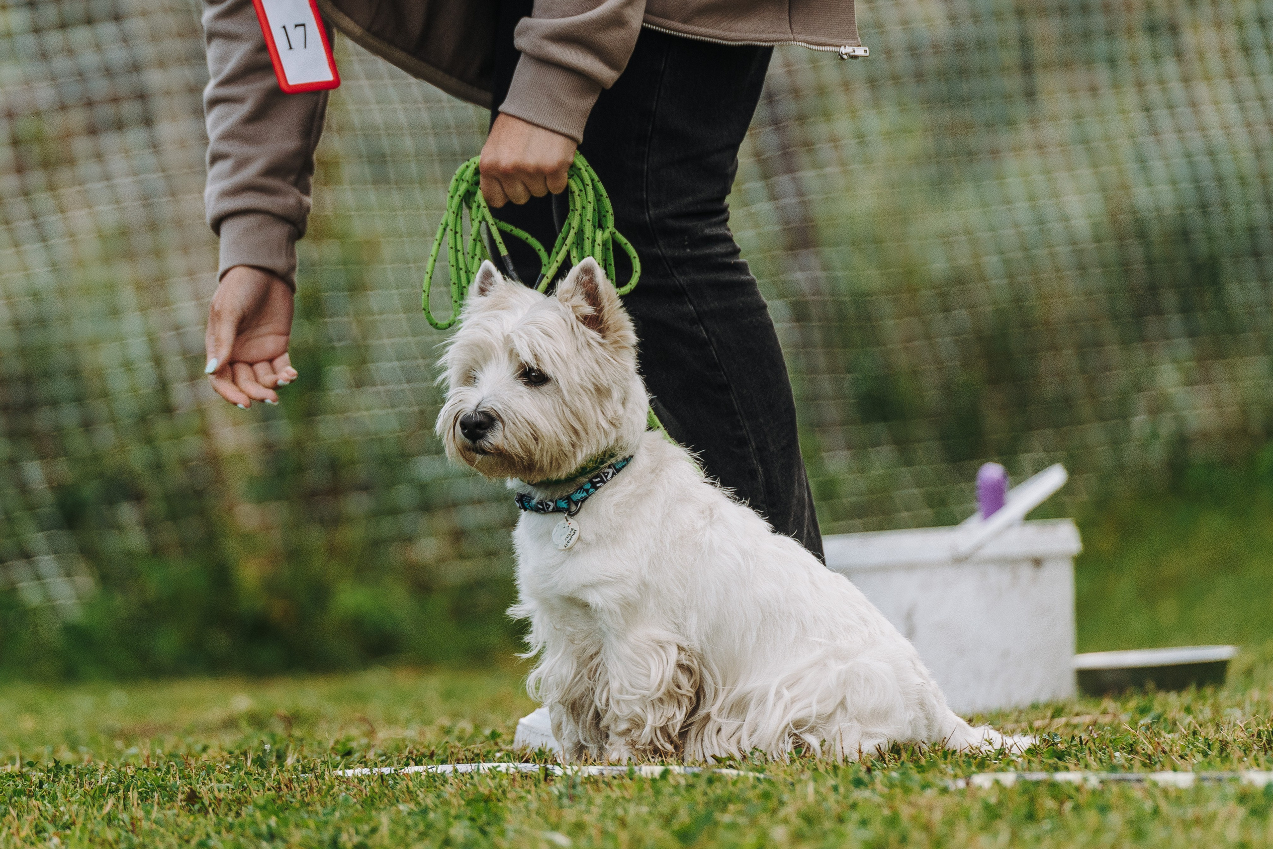 Соревнования по ноузворку в Новожилово. Фотограф анималист в Спб недорого Олеся Майорова