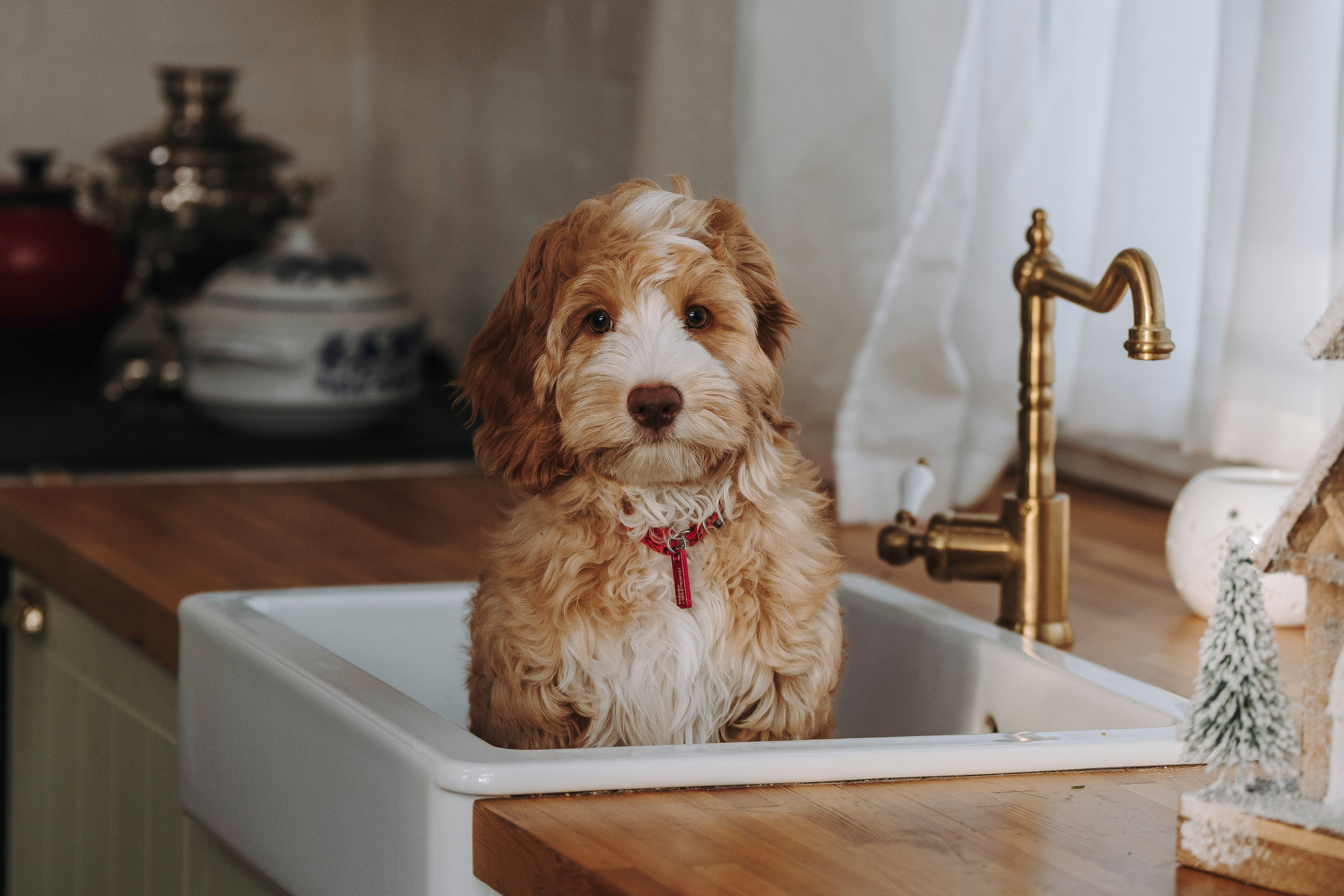 Мёрфи, Таня и Антон. Фотограф анималист в Спб недорого Олеся Майорова