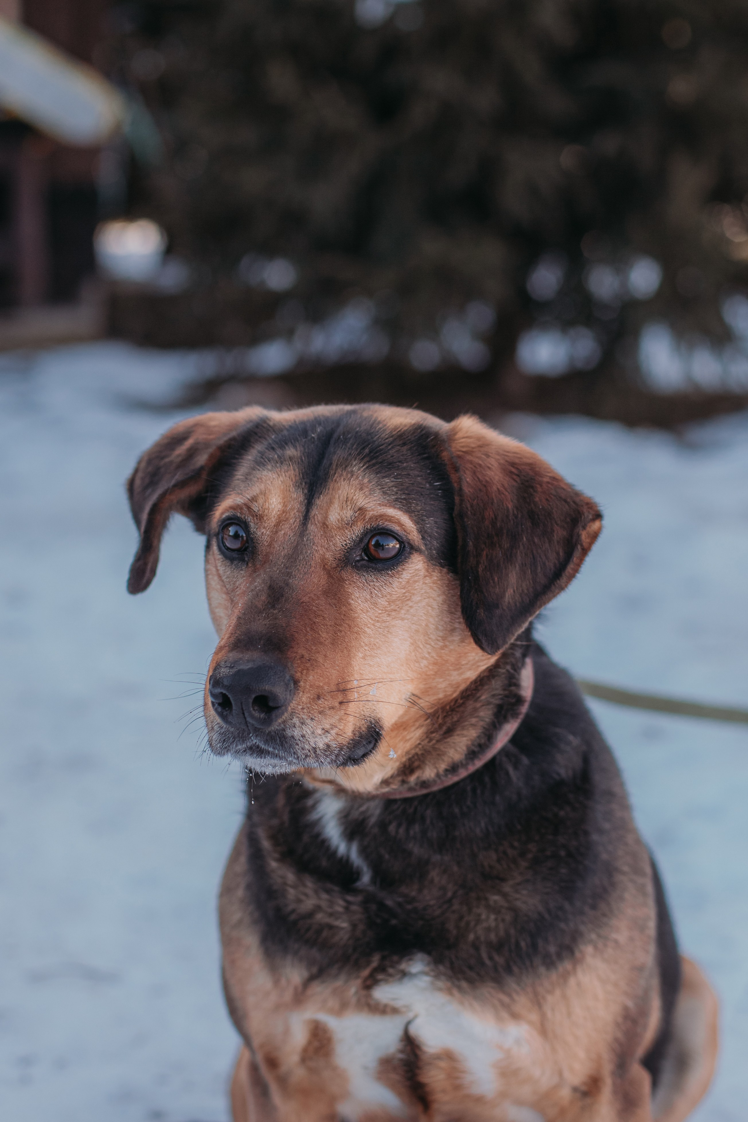 Фотосессии животных. Детский фотограф, фотограф-анималист