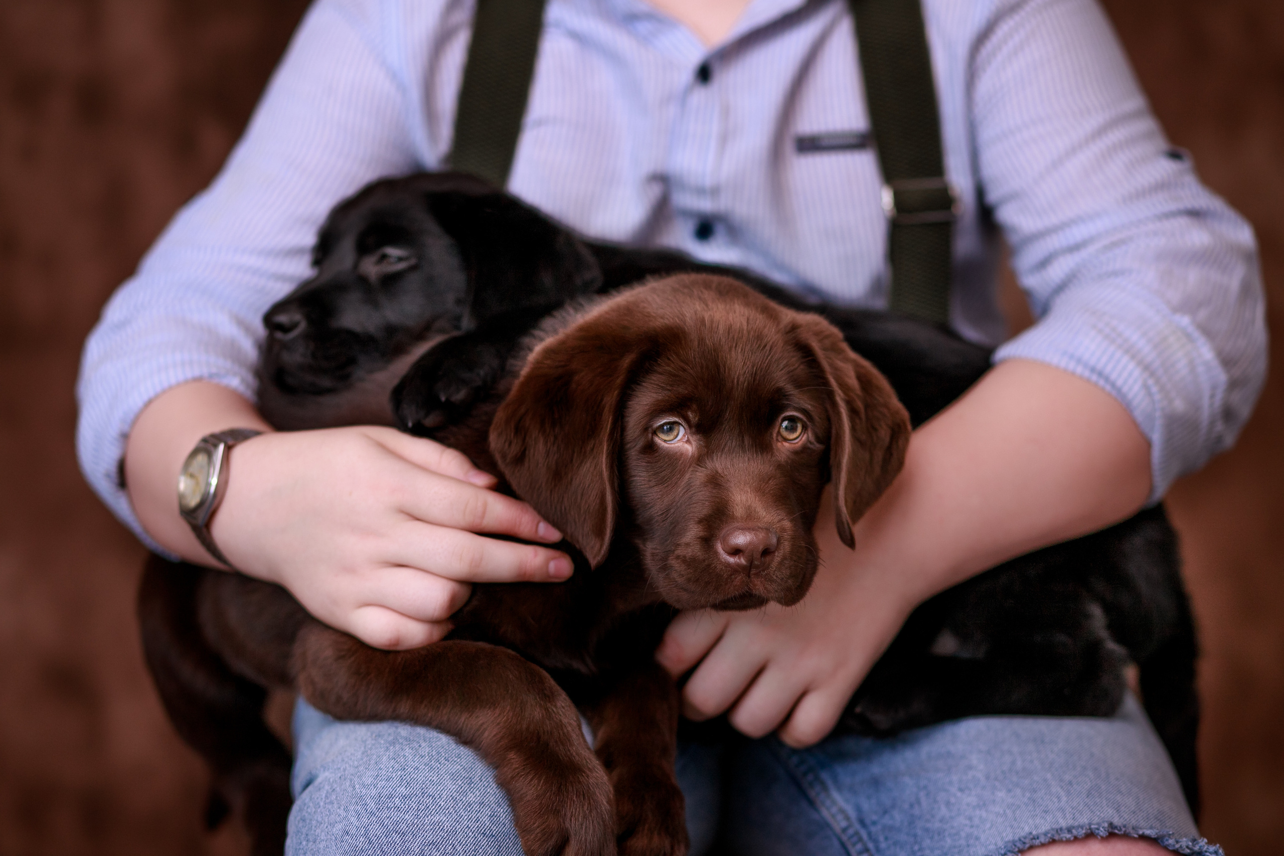 Фотосессия с животными. Щенки. Собаки. Фотограф Кравченко Юлия. Энгельс