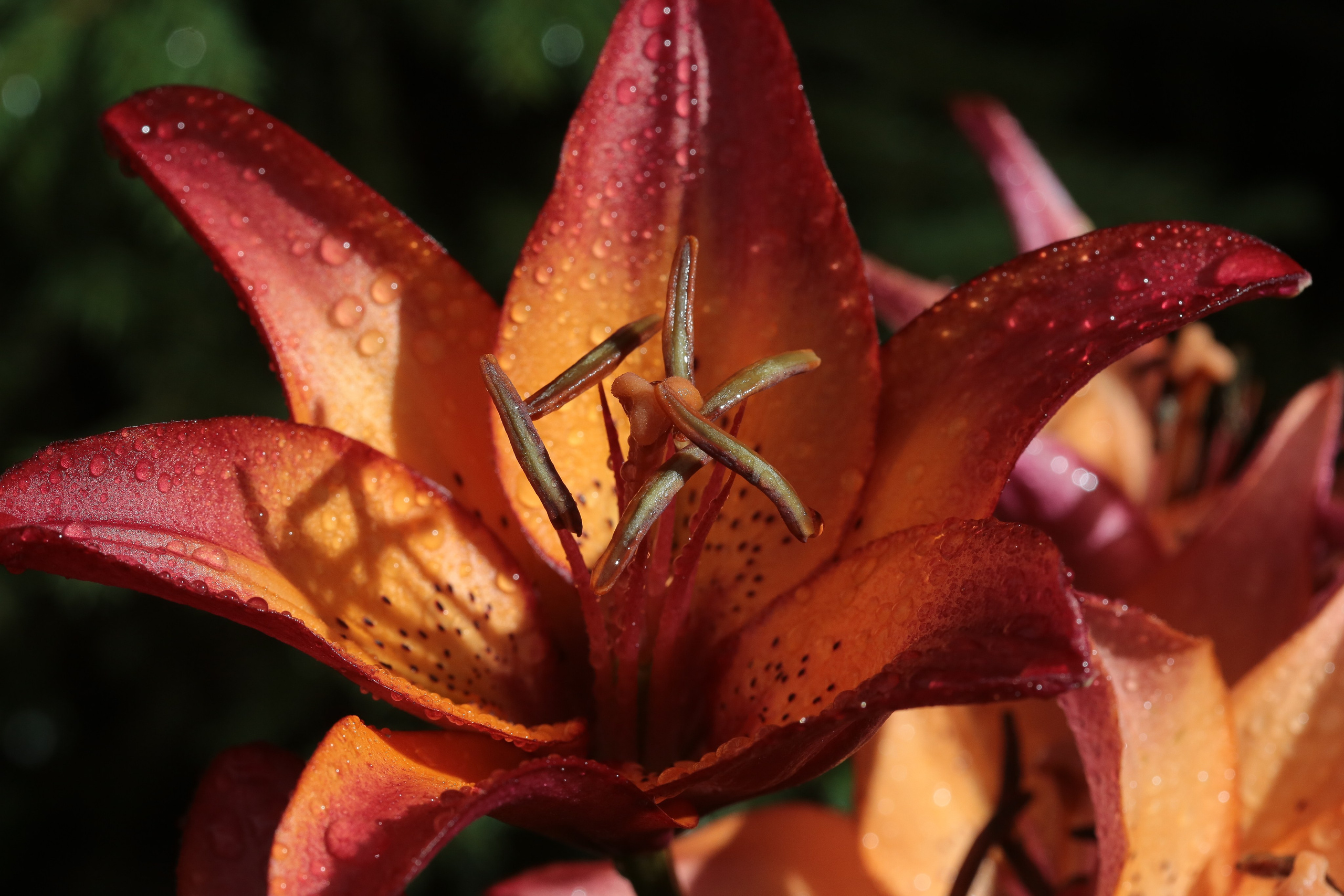 Фото Цветов. Студия Максима Белослюдцева