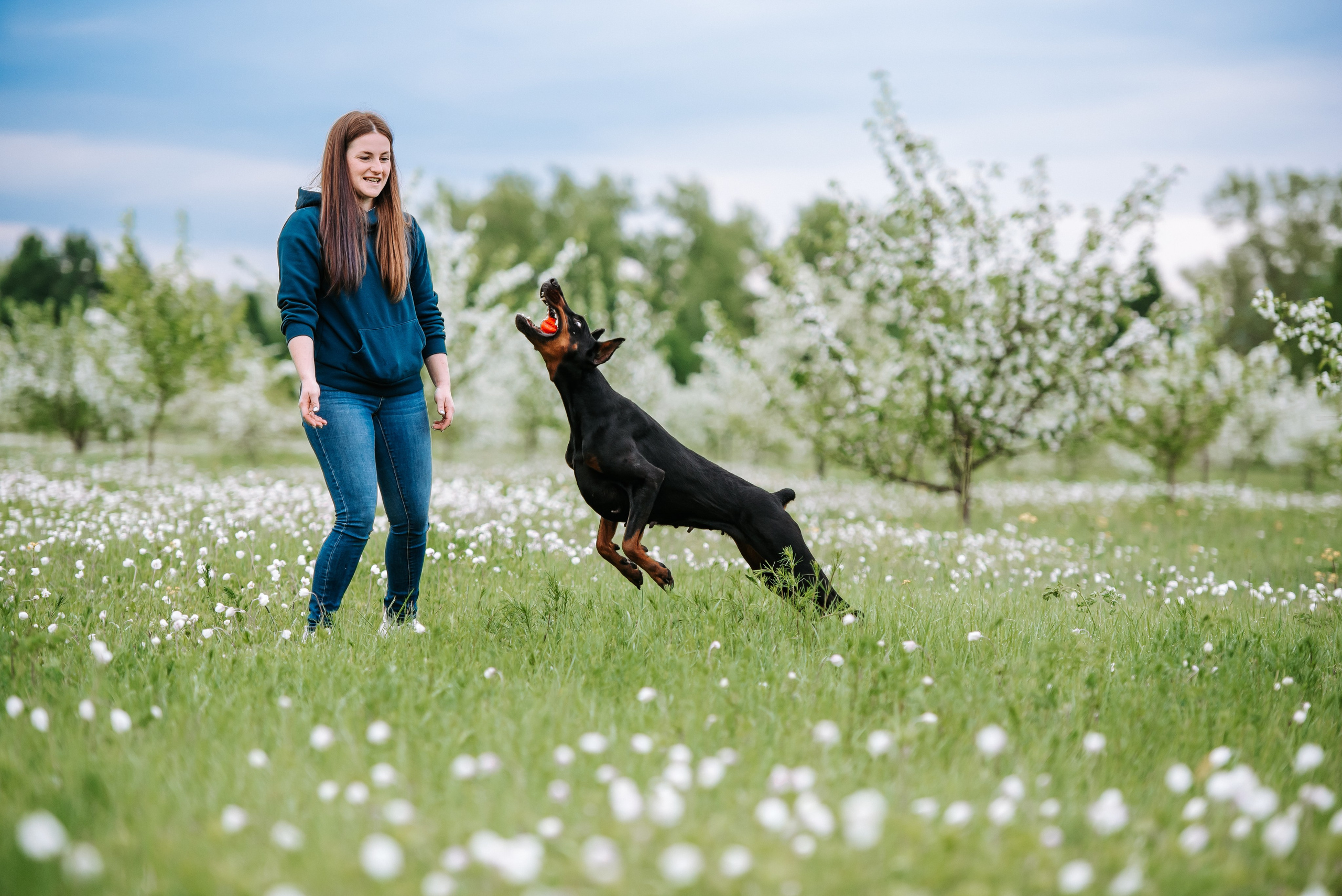 Цветение с доберманами. Фотограф Диана Оленина Красноярск / Братск