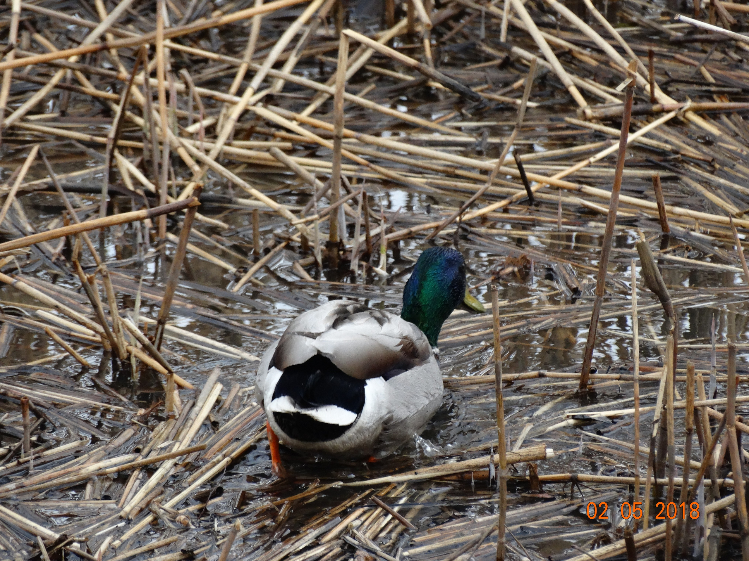 Хельсинки -18. Своя Мастерская