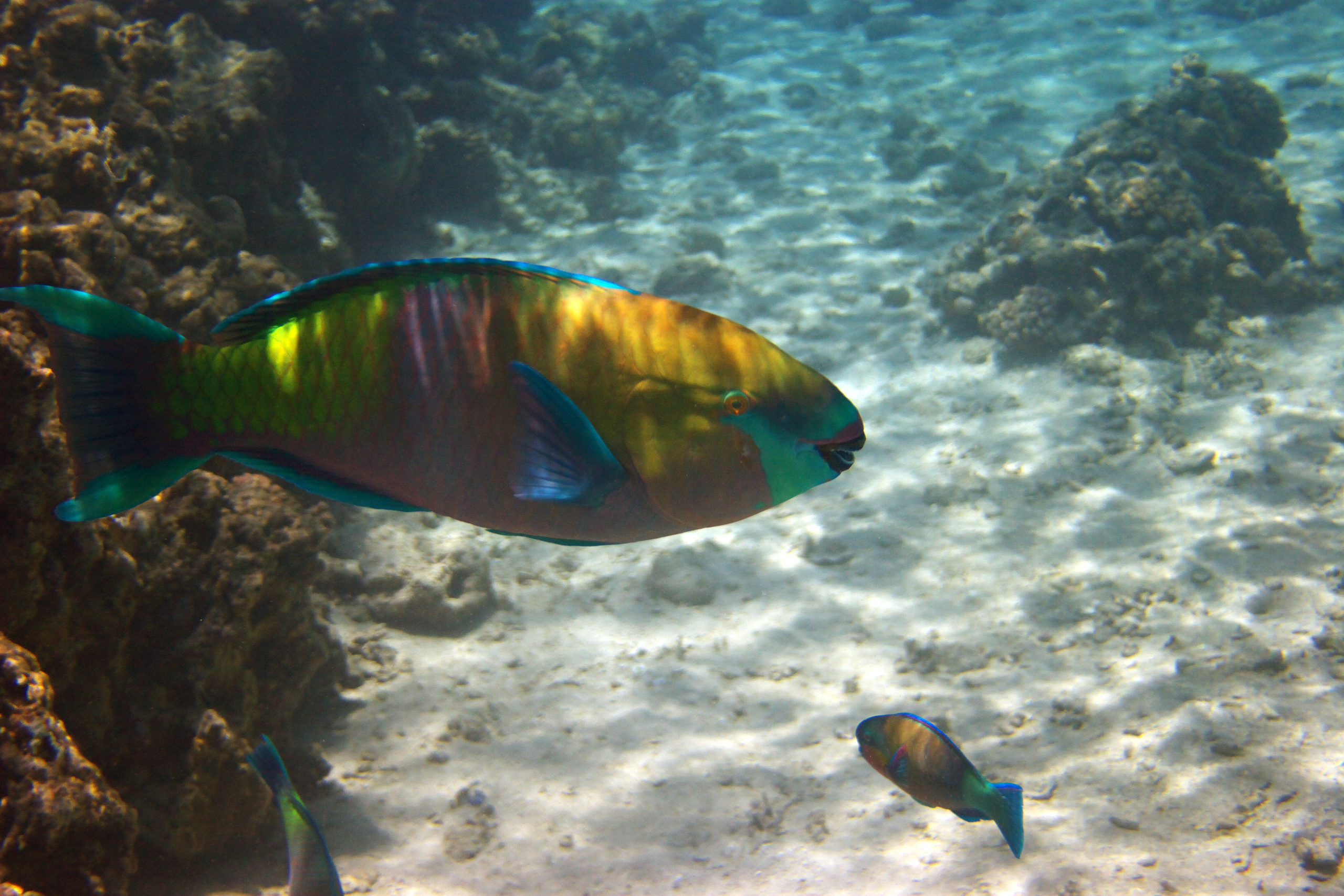 Под водой. Миша Печёнкин | фотография