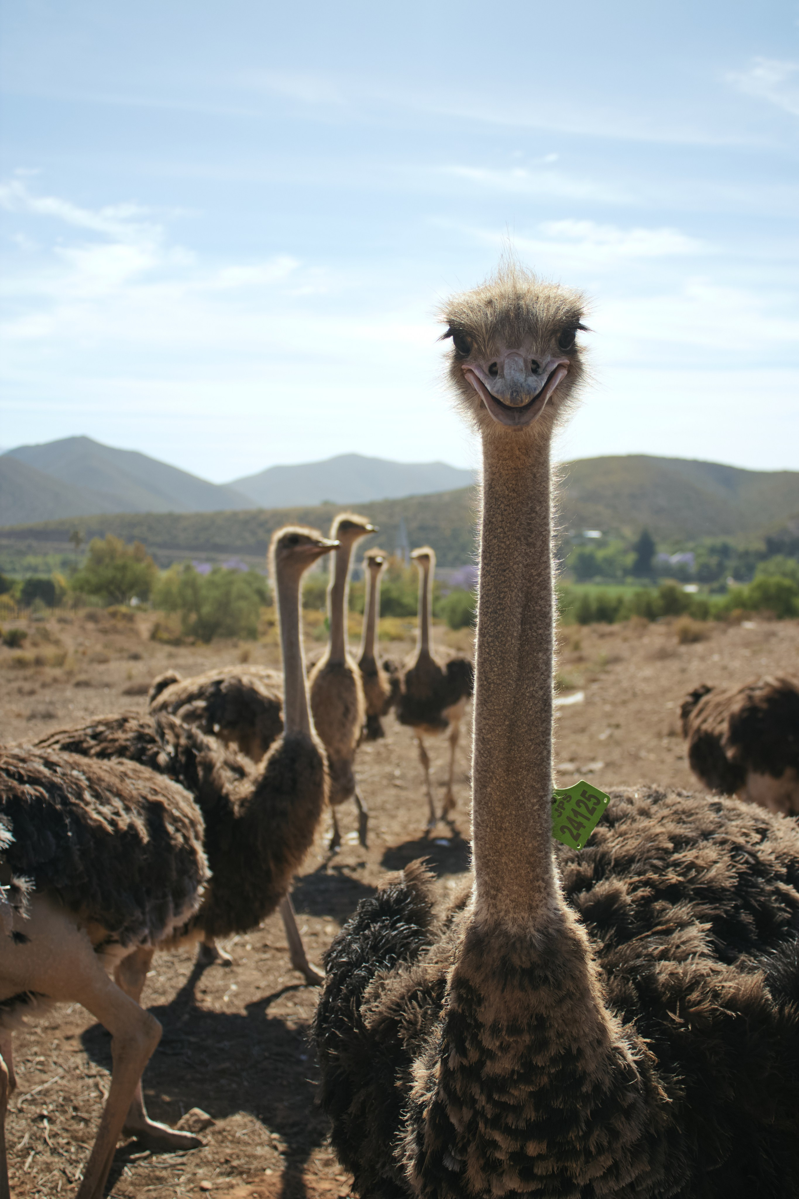 ЮАР. Профессиональный Фотограф во Владимире, в Москве и в Суздале — Полина Романычева