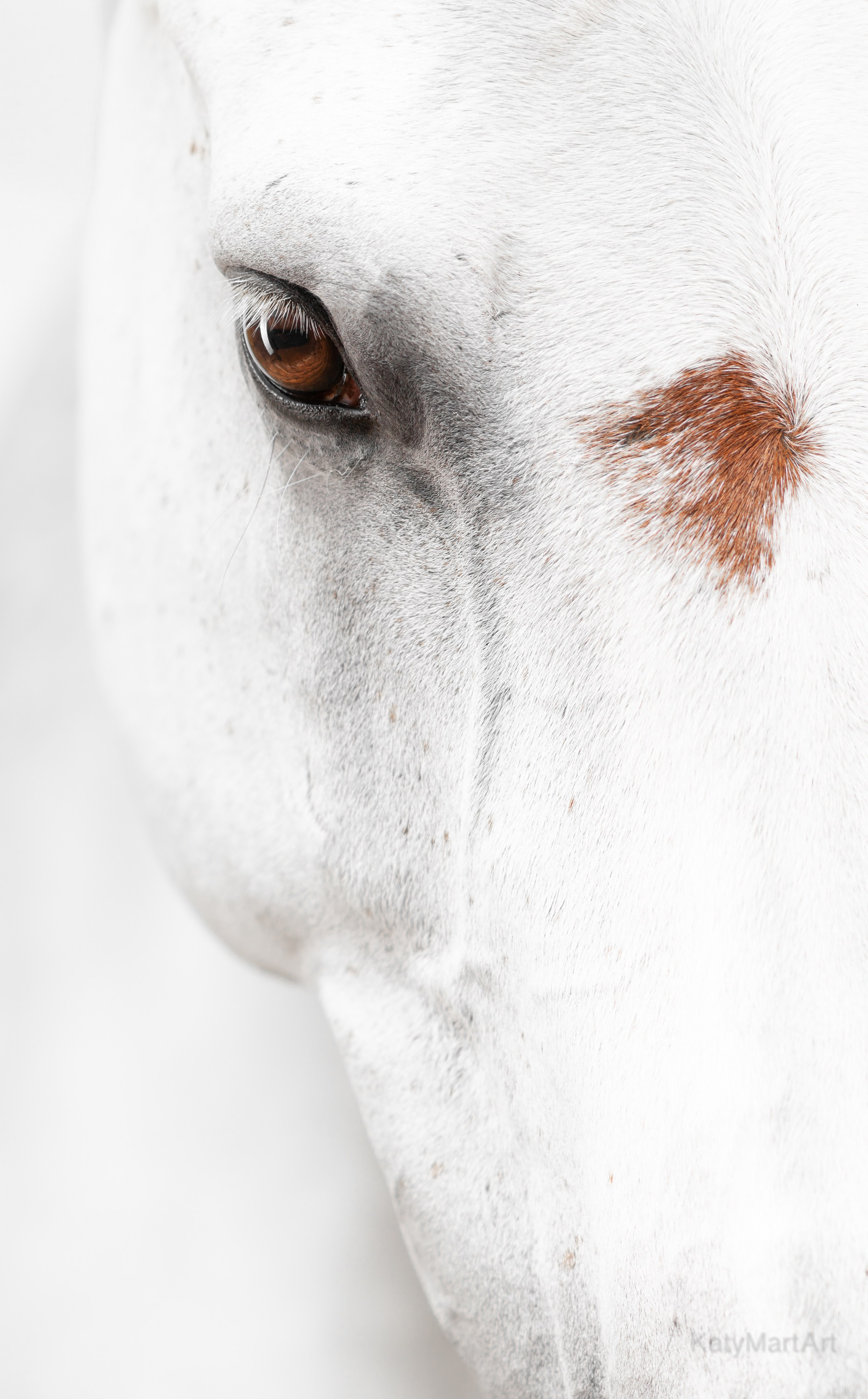 Пятна. KatymartArt — Equine photography