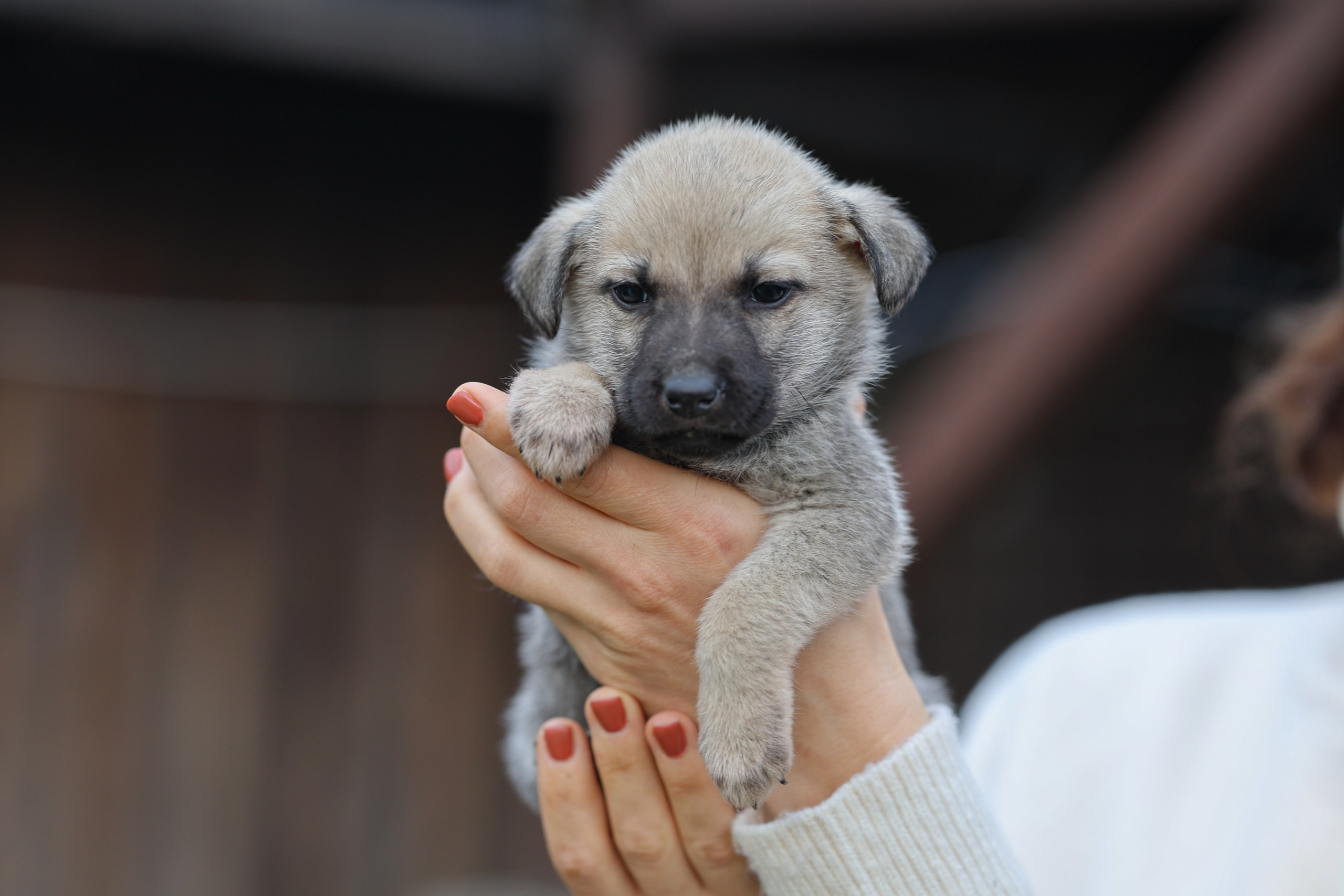 Щенки. Фотограф Максим Татаринов