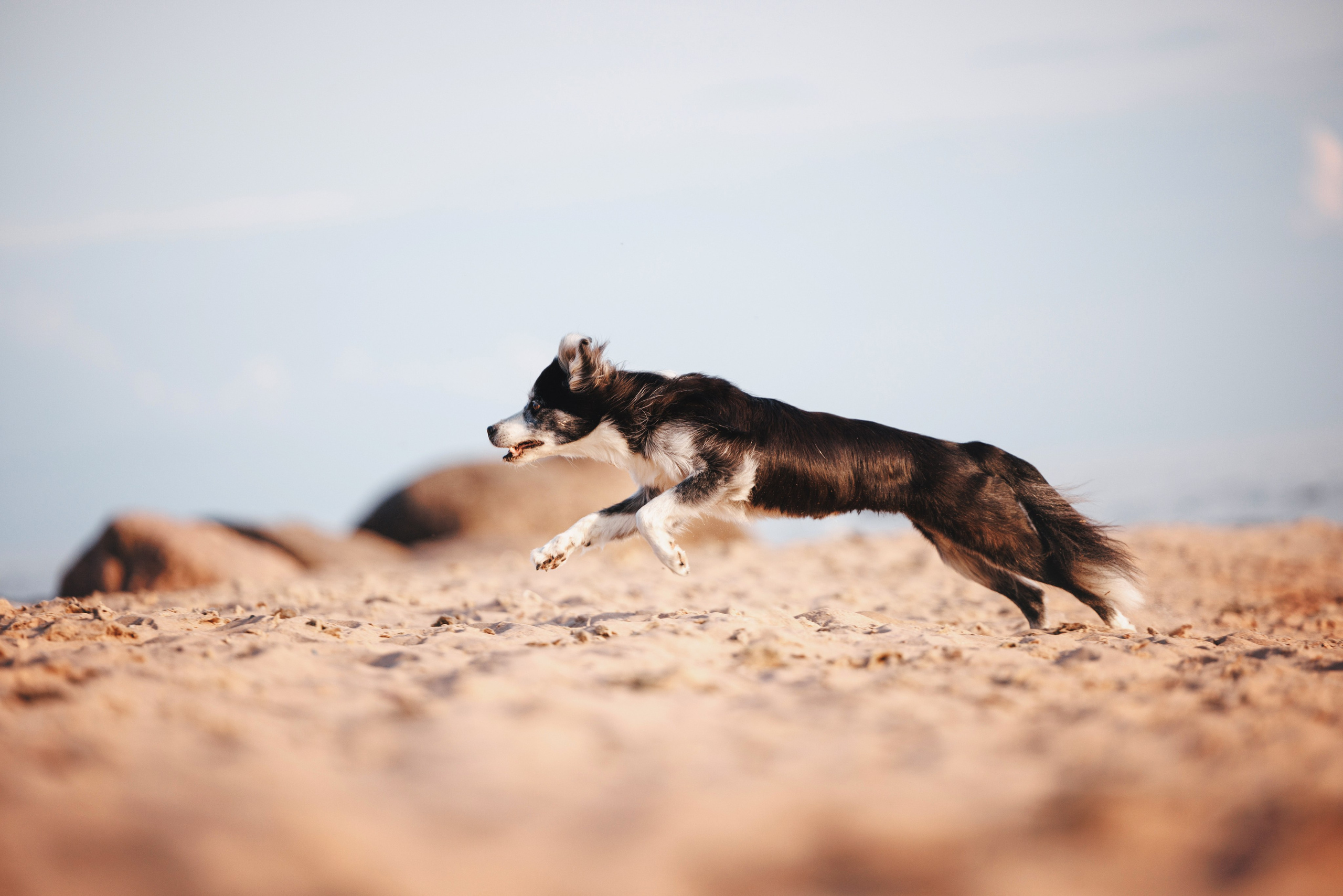 Рита, Маша и много собак. Фотограф анималист Осипчикова Мария
