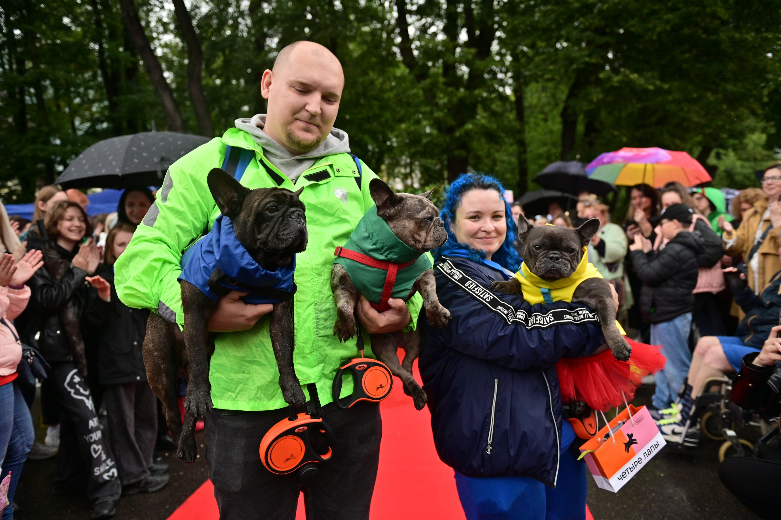 Парад французский бульдогов. Анна Пушина, фотограф, Москва, Королев, Пушкино