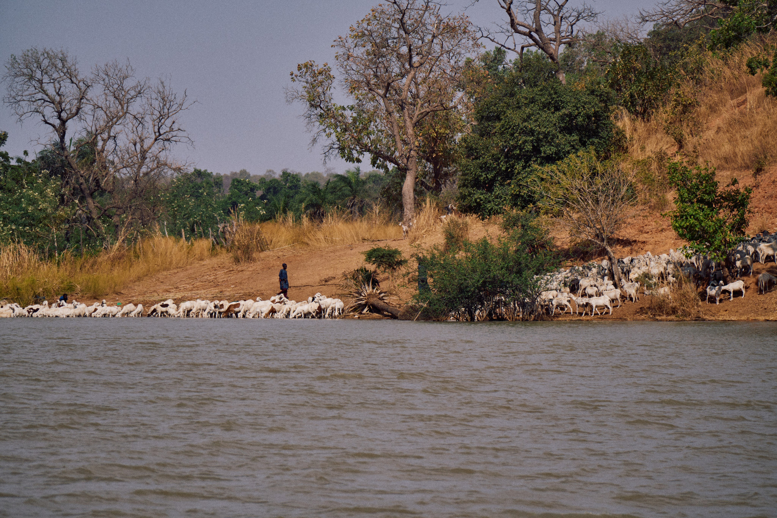 Gambia River. See the moment and catche. commercial and reportage