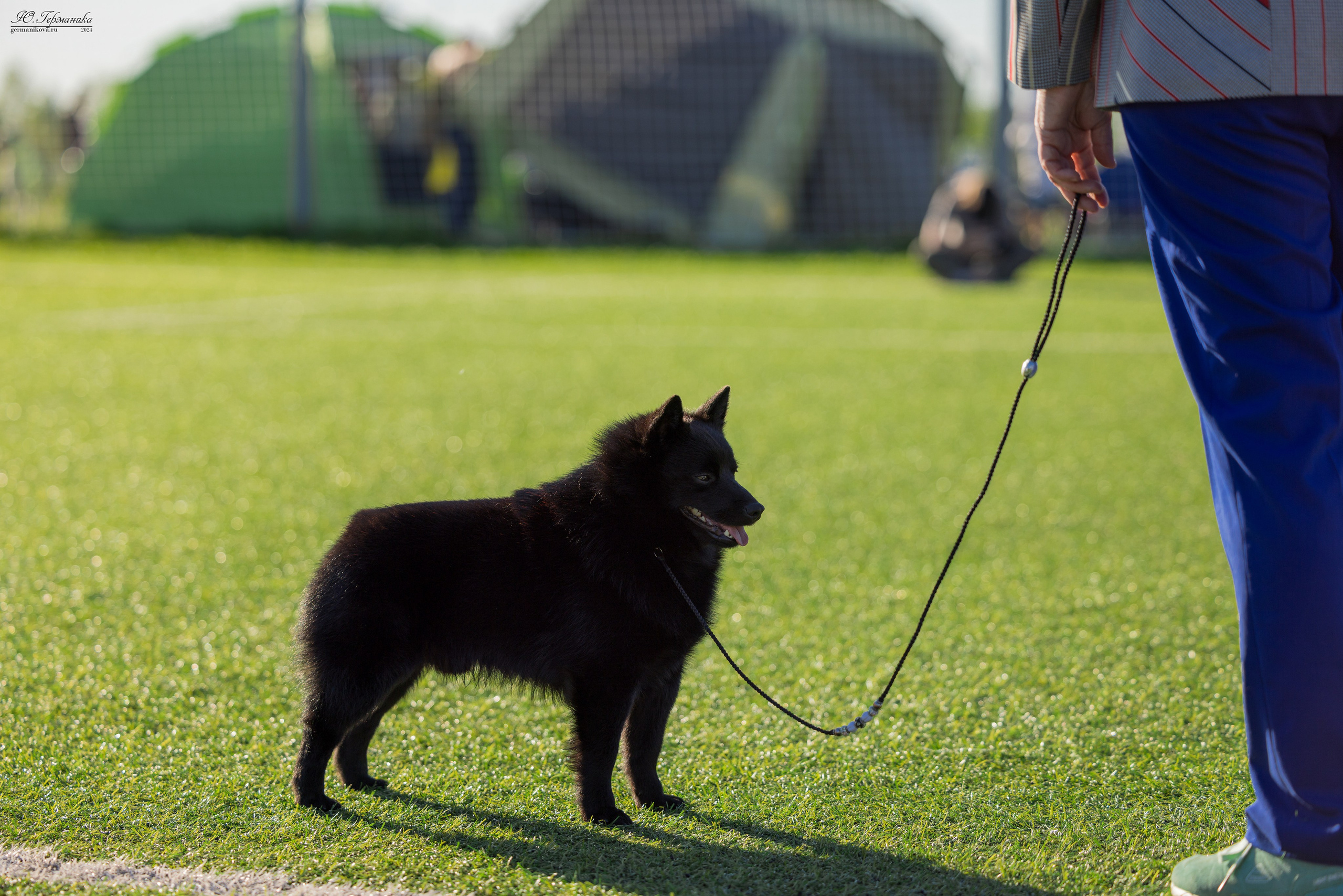 Суздаль 18-19.05.2024. Фотограф-анималист Юлия Германика