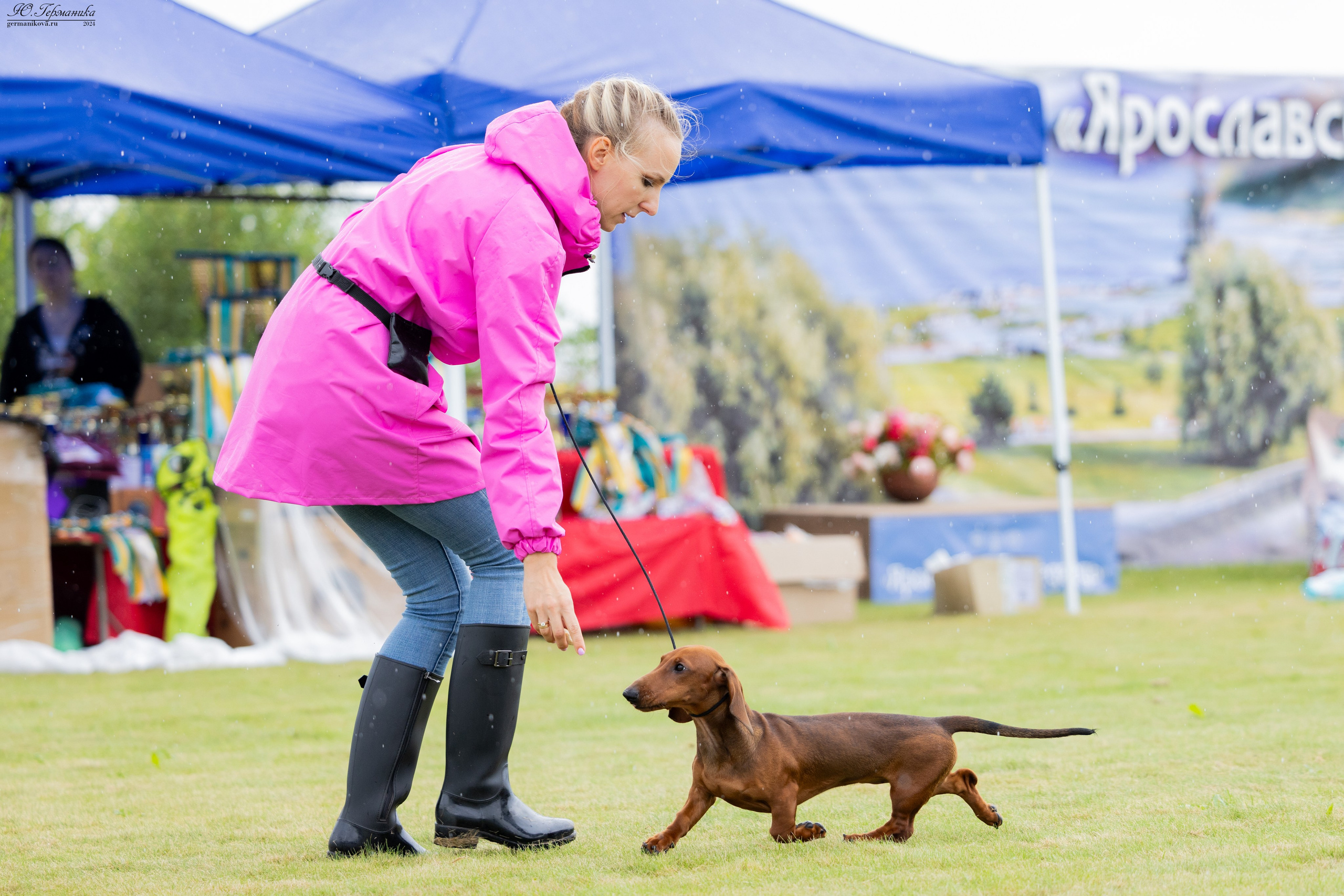 Ярославль 21.07.24 и Балашиха 13.07.24. Фотограф-анималист Юлия Германика