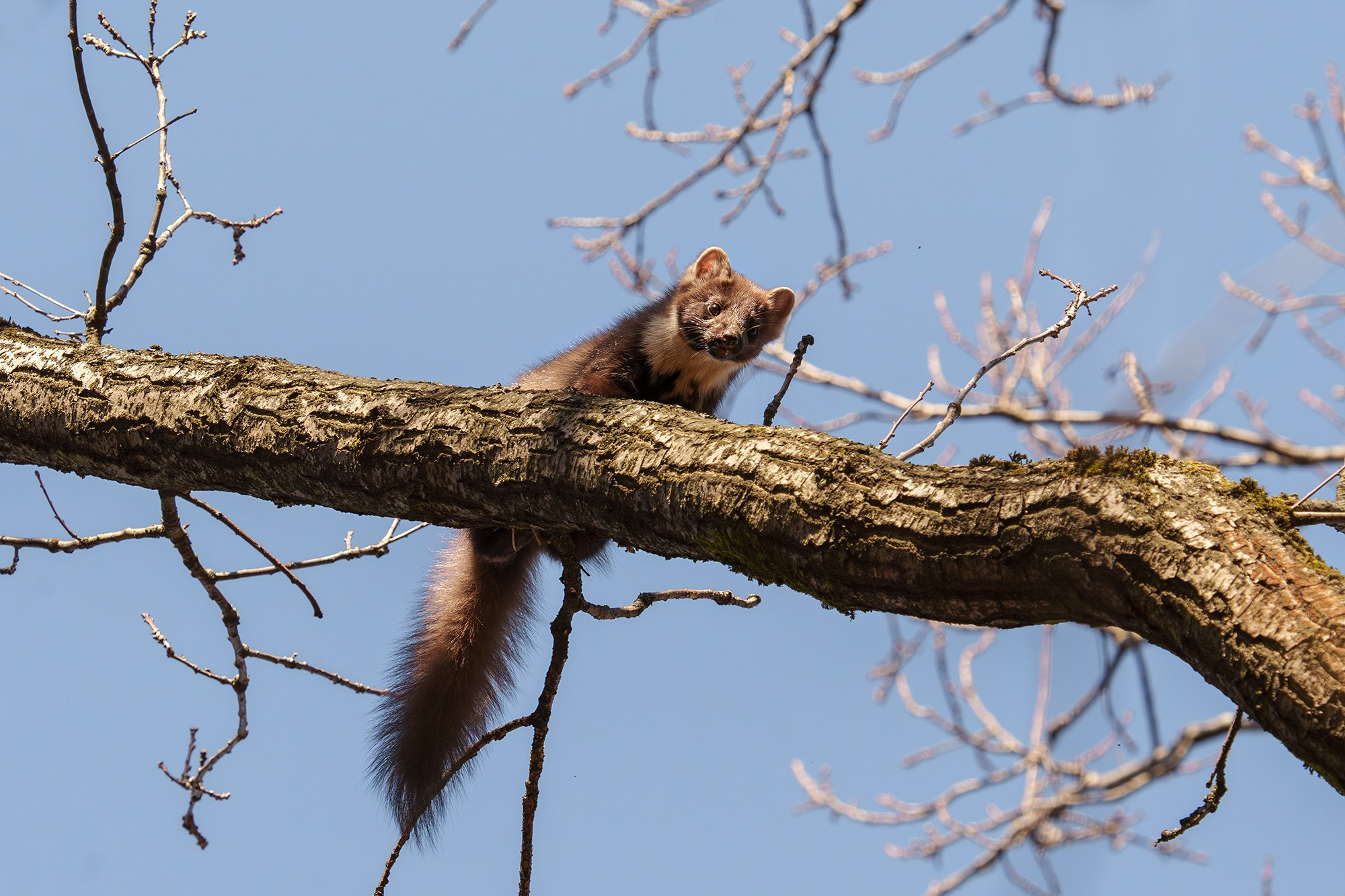 Животные. Ваш личный фотограф Марина Волкова