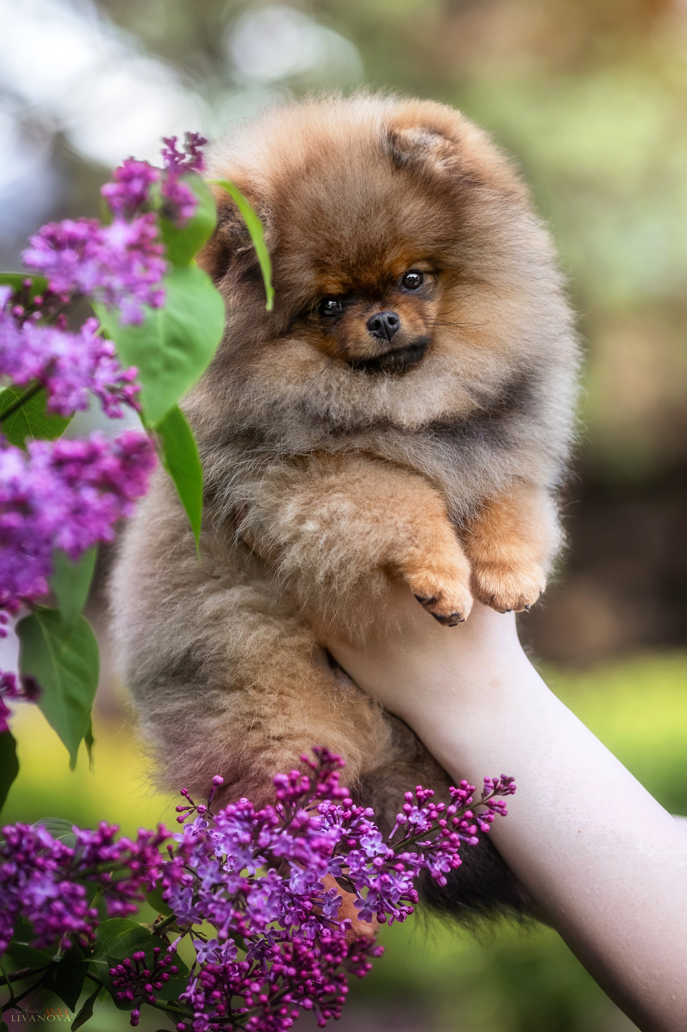 Шпицы. Фотограф анималист Аня Ливанова | Рыбинск