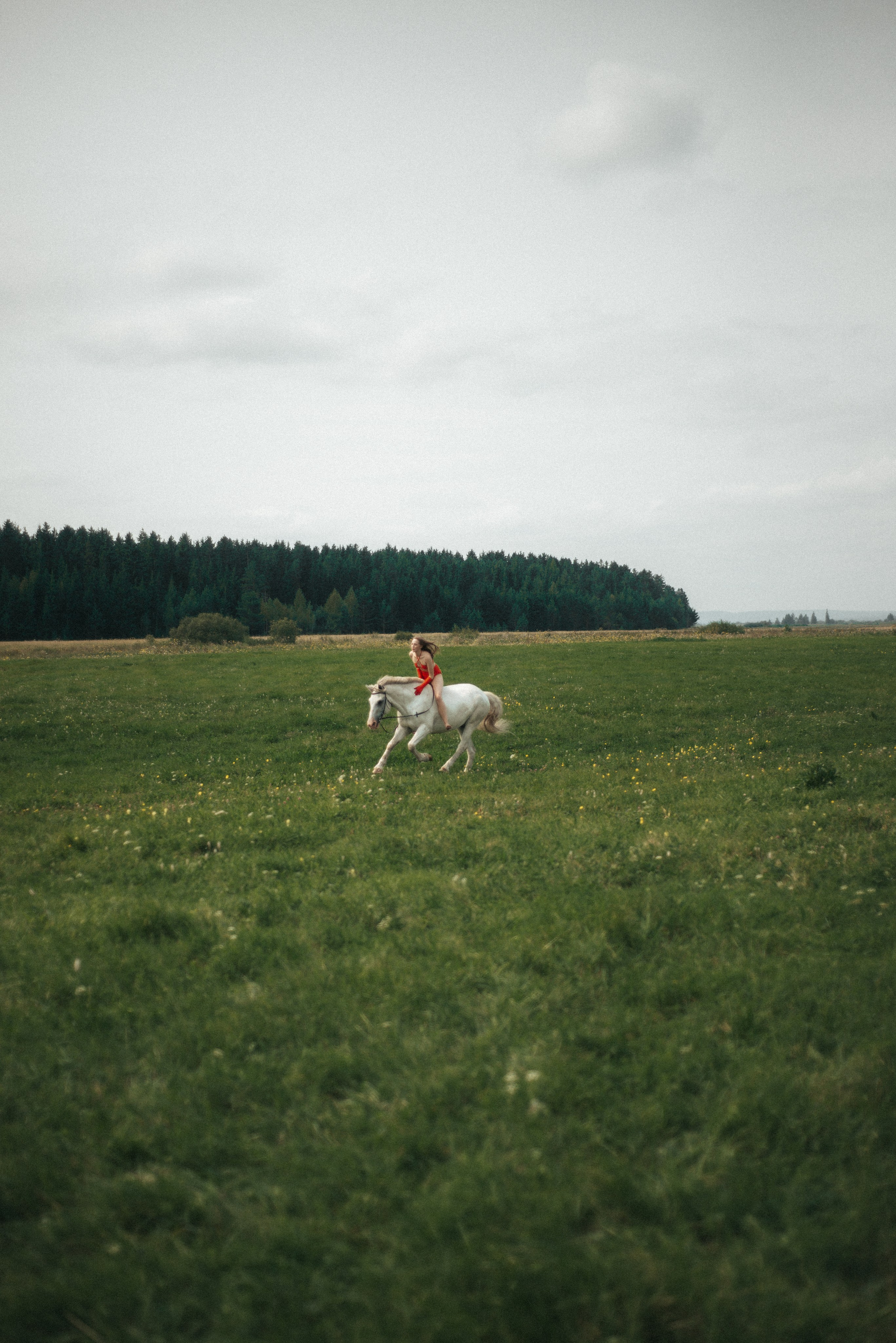 Horse. Фотограф