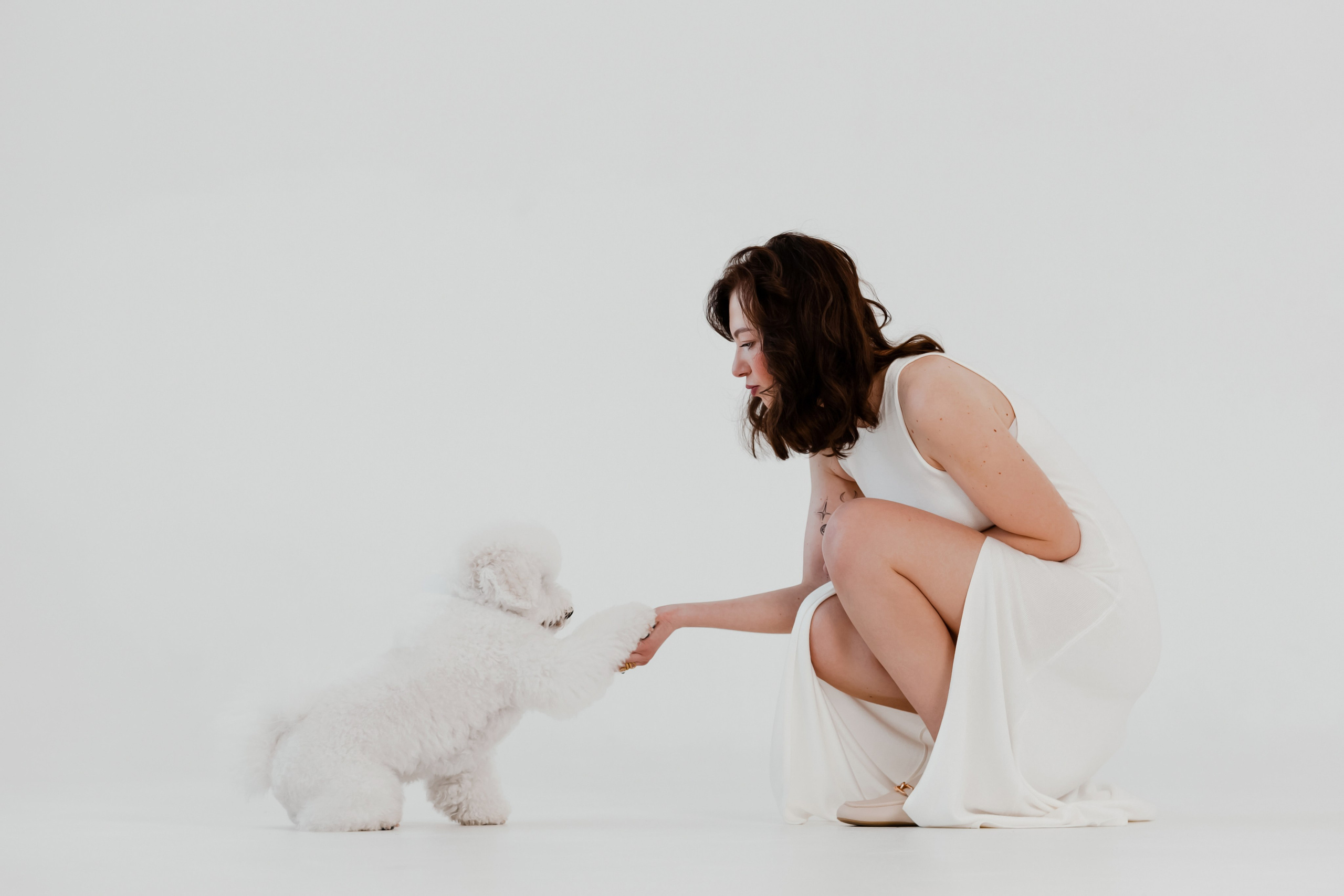 Бишон-фризе. Фотограф-анималист в Краснодаре Маша Мельникова