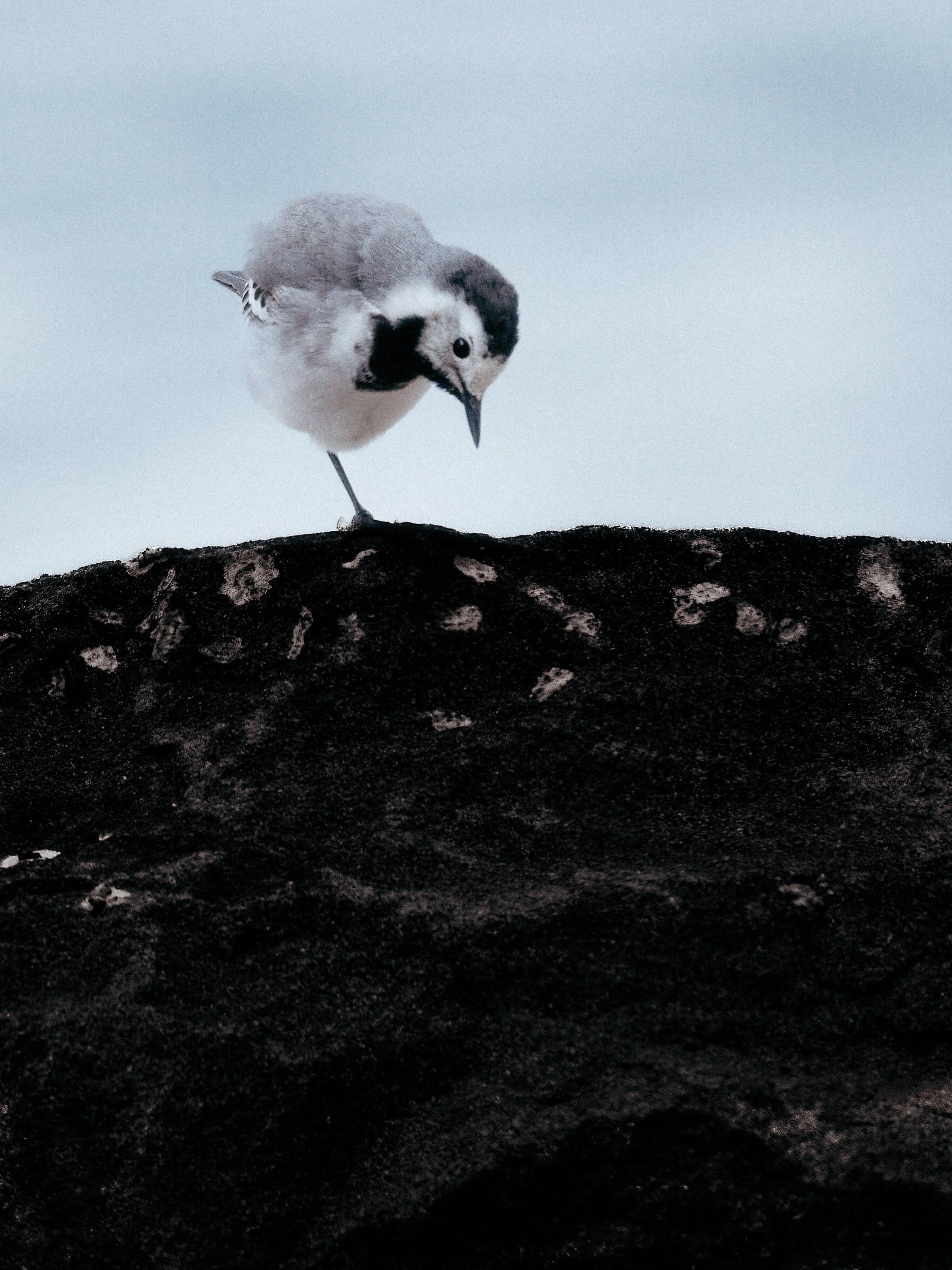Birds. Андрей Сливенко. Свадебный фотограф в Волгодонске и Ростове-на-Дону
