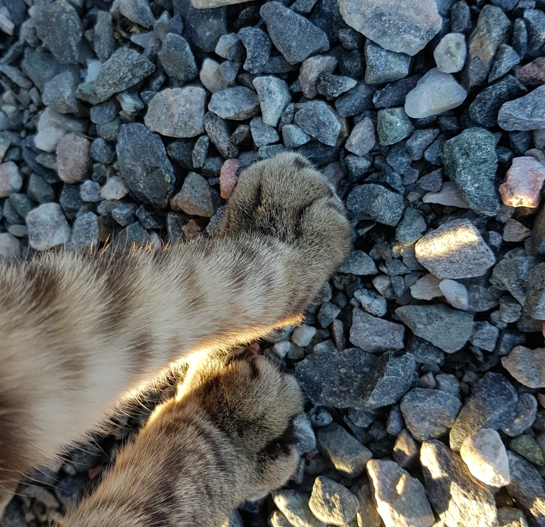 Дачные. Фотограф Алиса Аспер