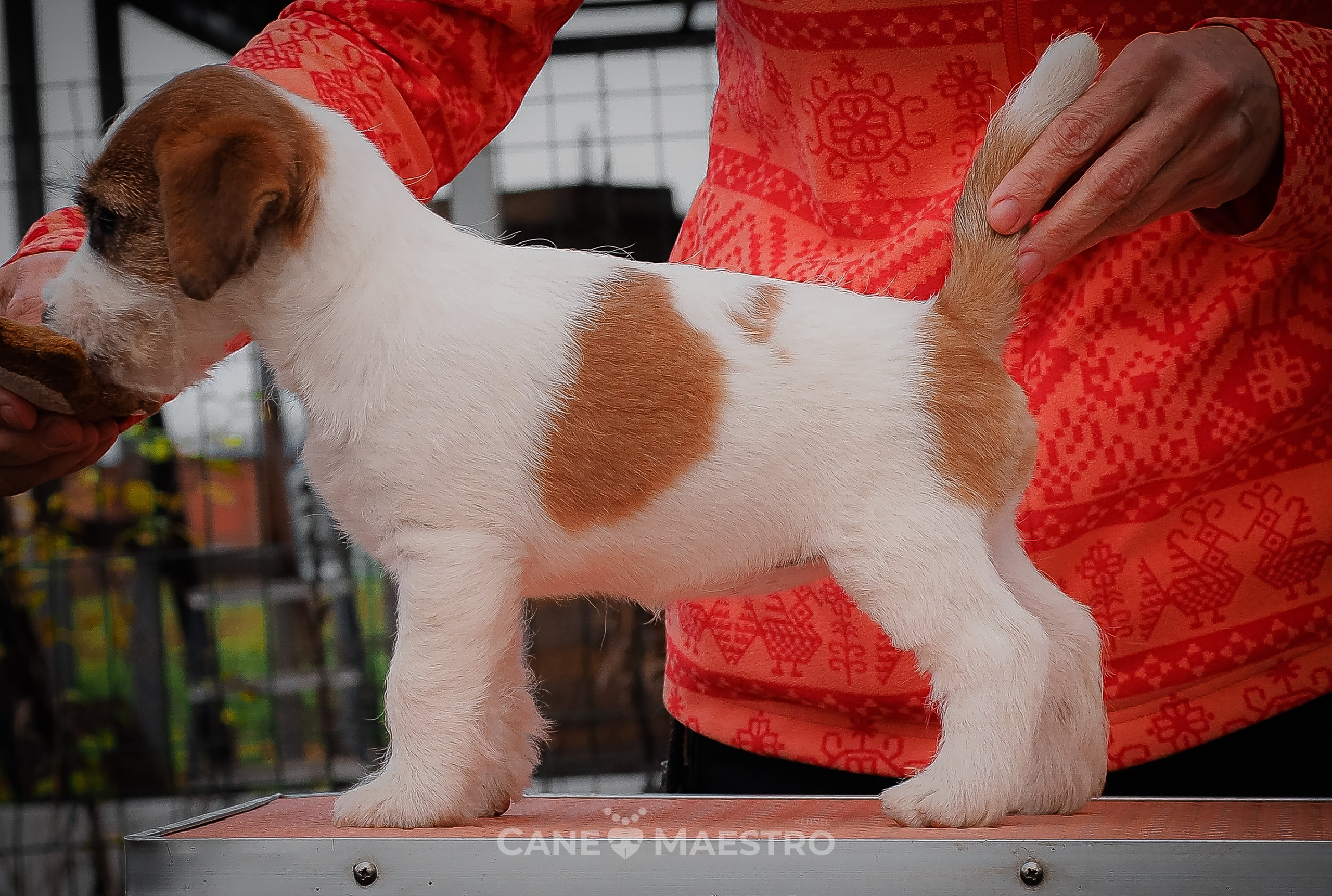 Сука2_БР_27_08_25. CANE MAESTRO — kennel Jack Russell Terrier