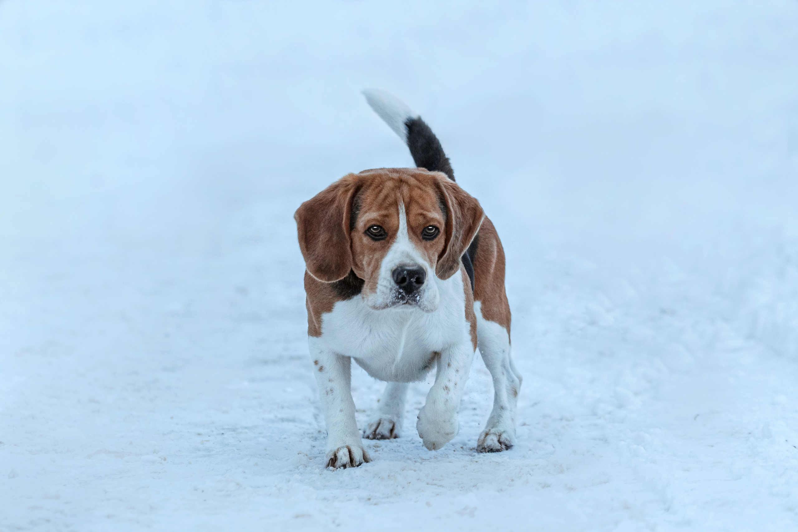 Дом для Биглей 2023. Фотограф-анималист Татьяна Степанова