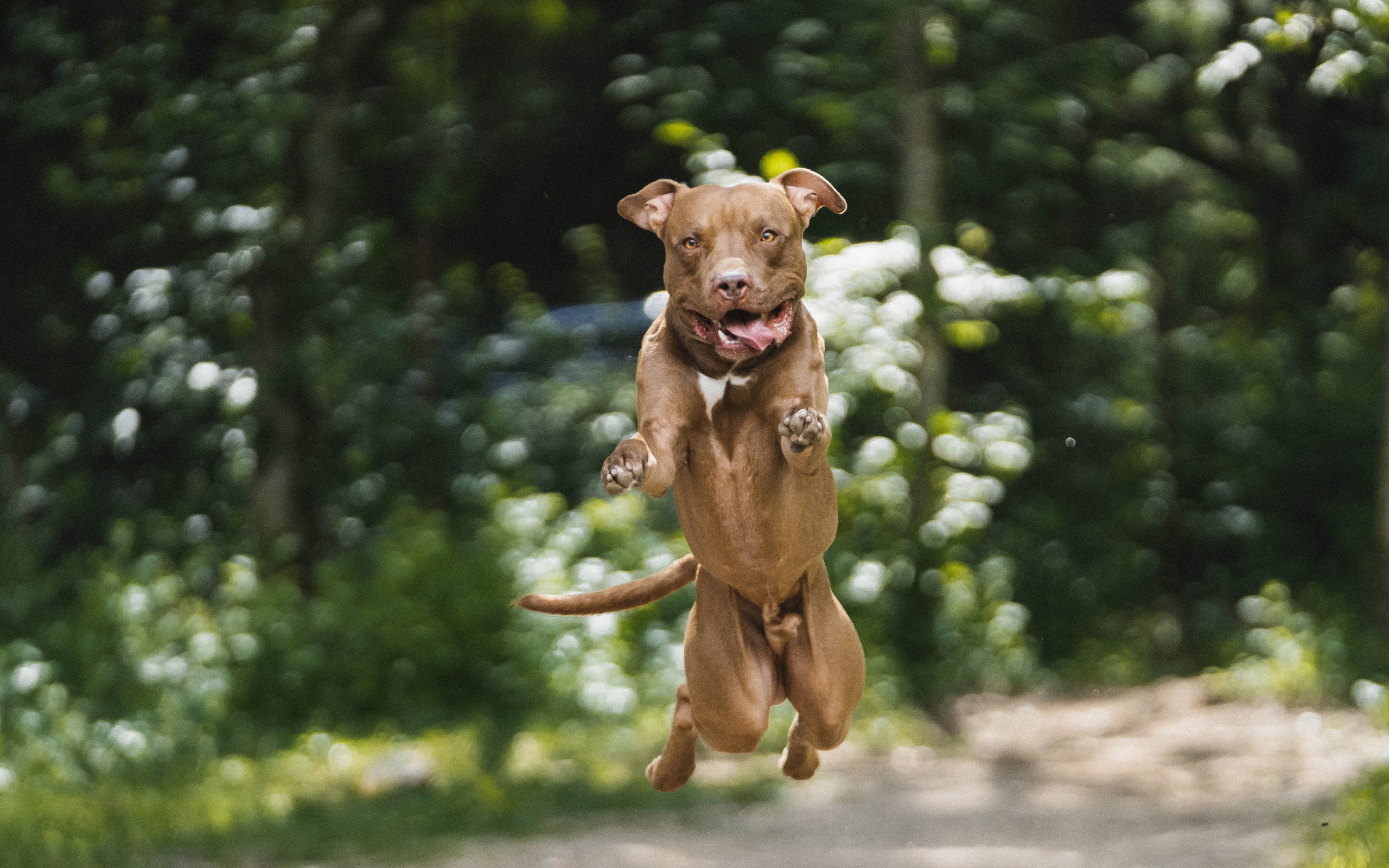 Питстафф-многоборье. Фотограф для людей и их питомцев Вика Шальнева