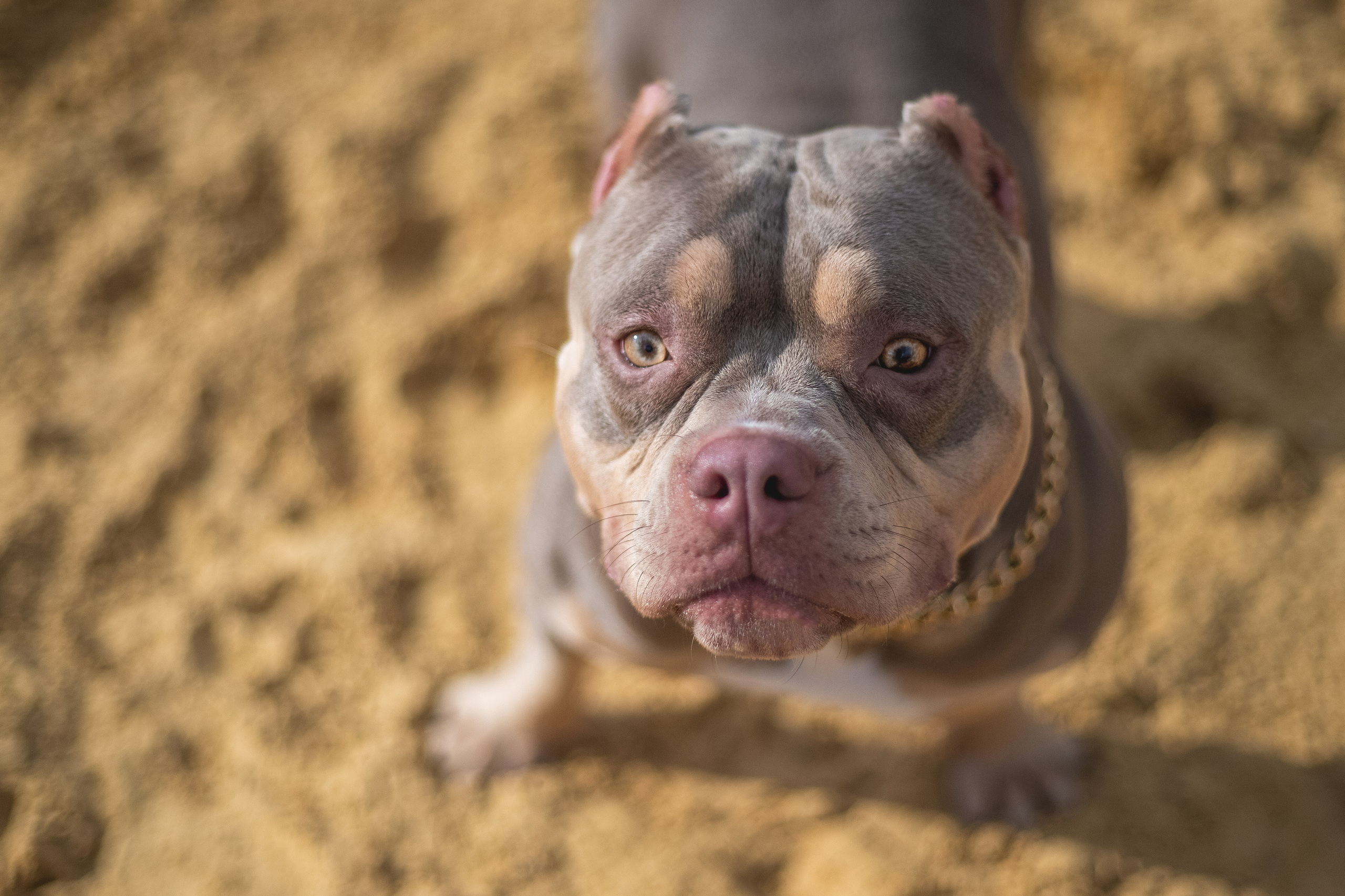 фотограф анималист тула, фотограф собак тула