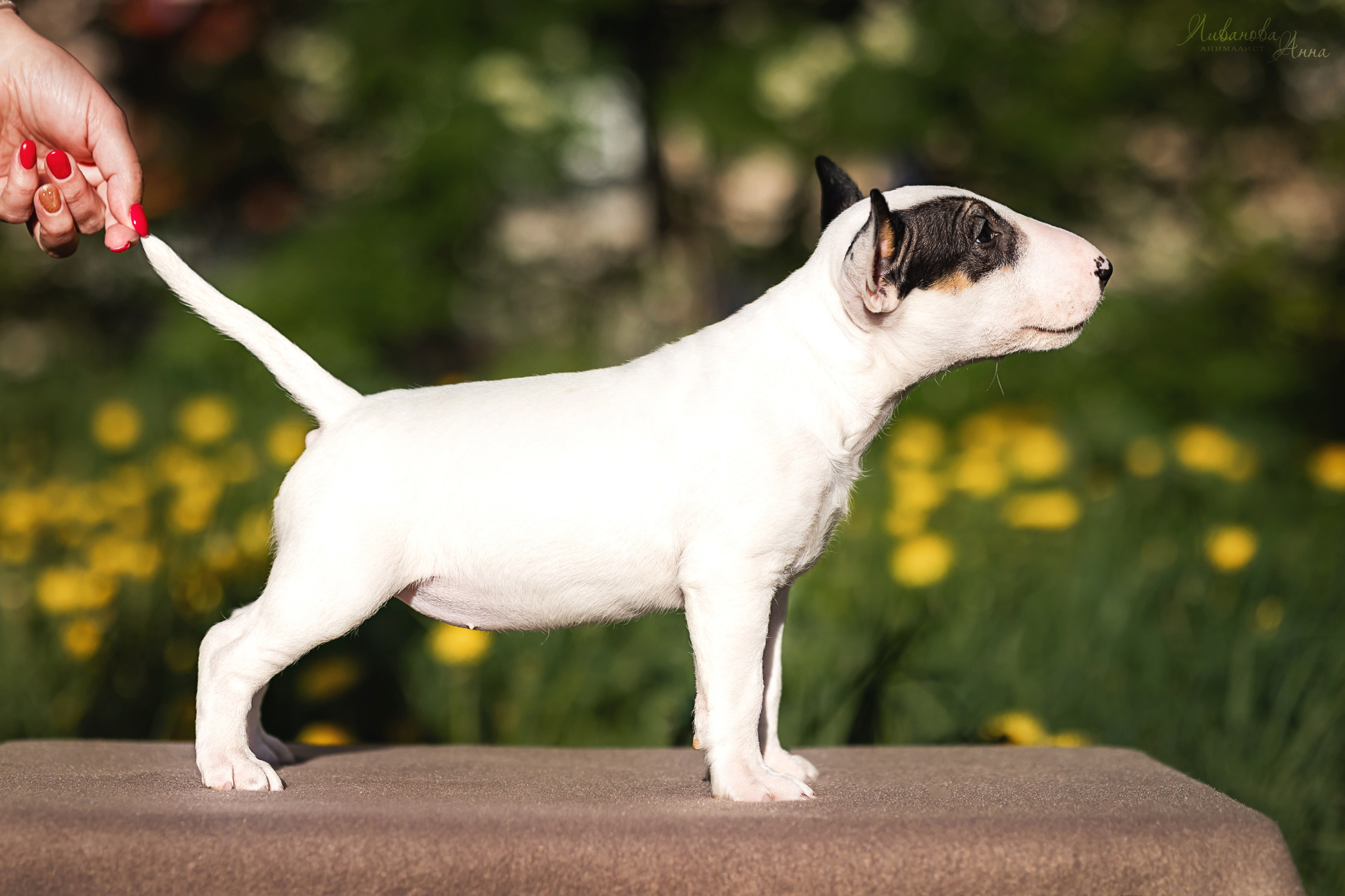 Минибультерьерчики. Фотограф анималист Аня Ливанова | Рыбинск