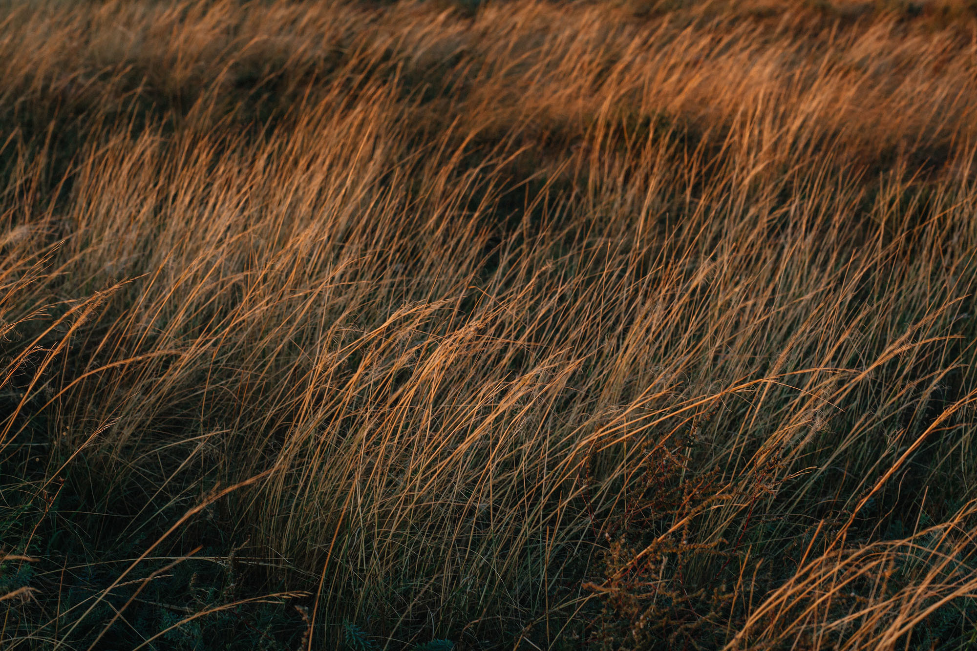 Керчь. Семейный и свадебный фотограф в Майкопе Михаил Мартиросян