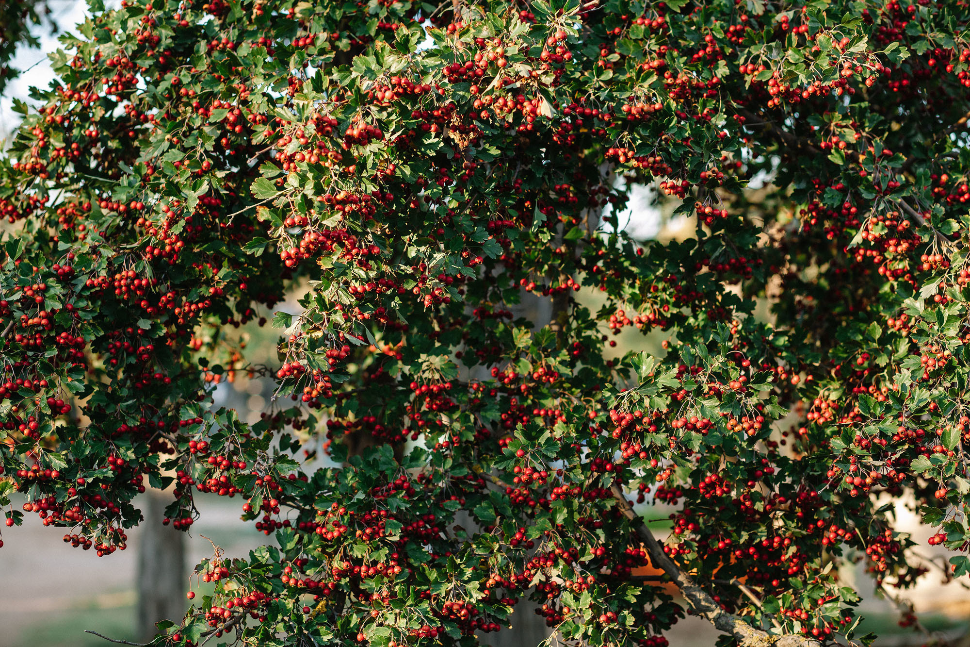 Керчь. Семейный и свадебный фотограф в Майкопе Михаил Мартиросян