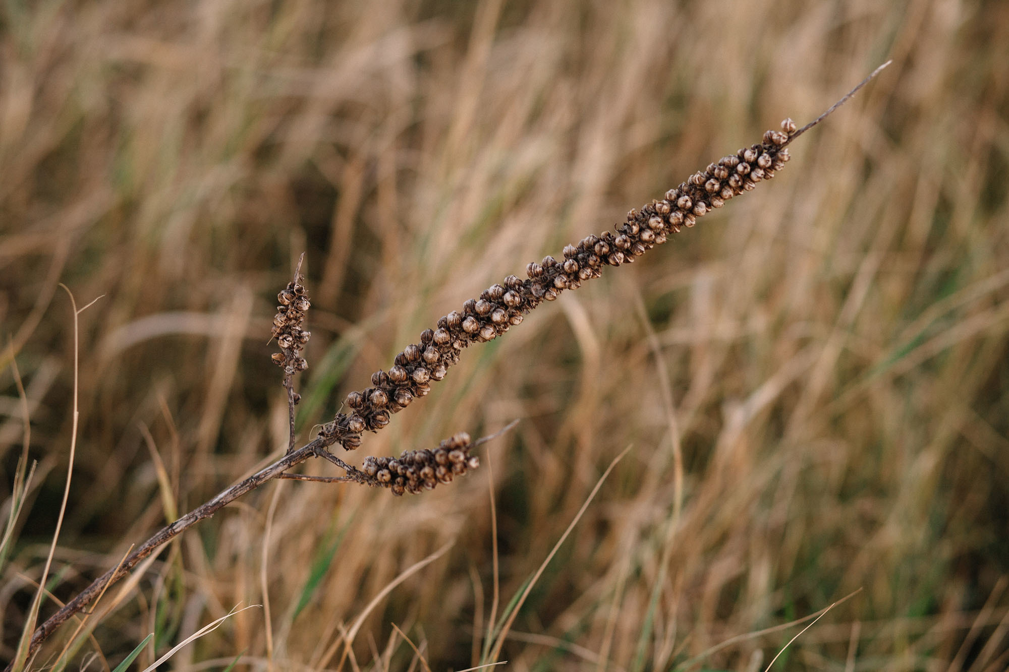 Керчь. Семейный и свадебный фотограф в Майкопе Михаил Мартиросян