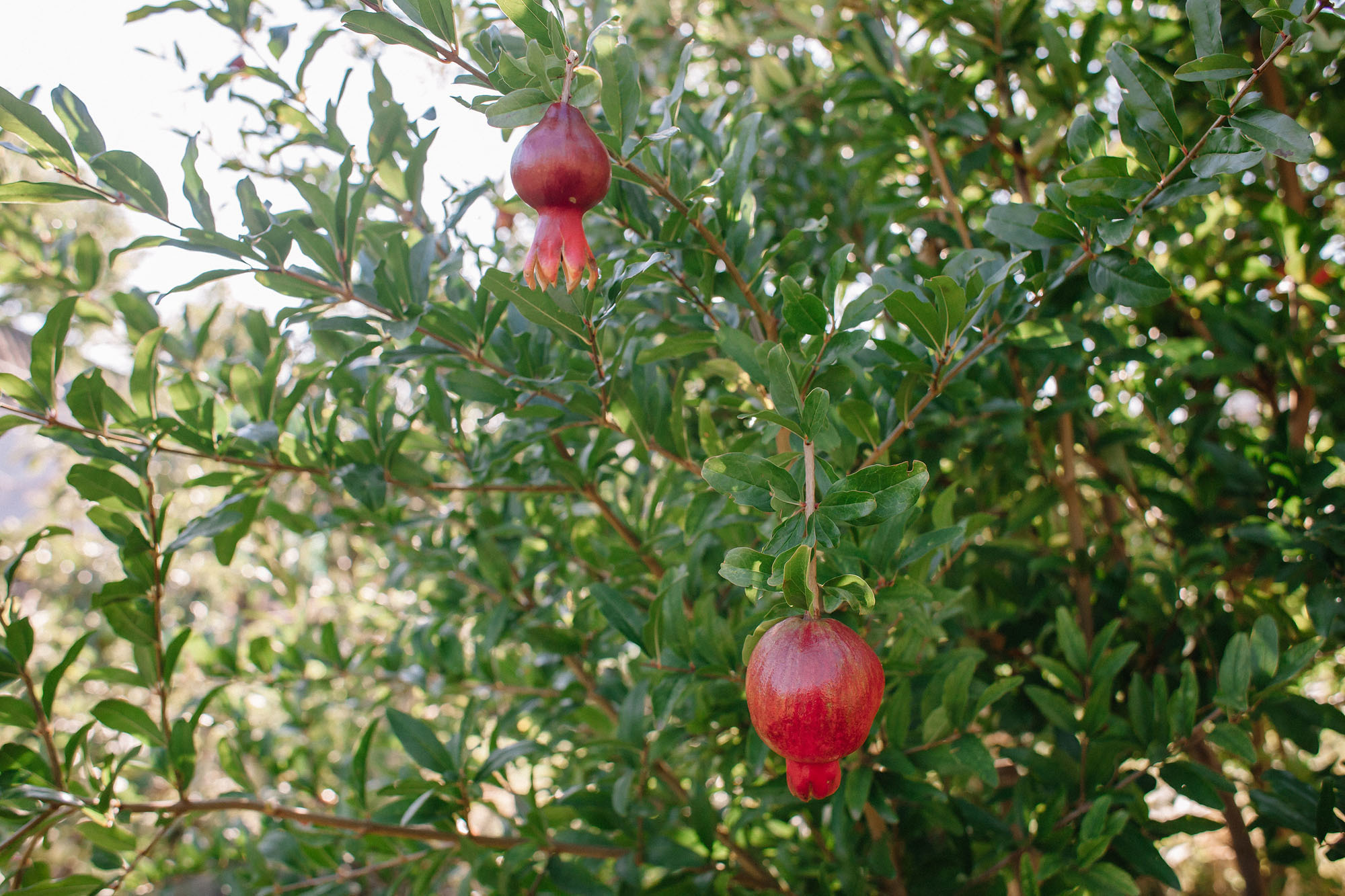 Керчь. Семейный и свадебный фотограф в Майкопе Михаил Мартиросян