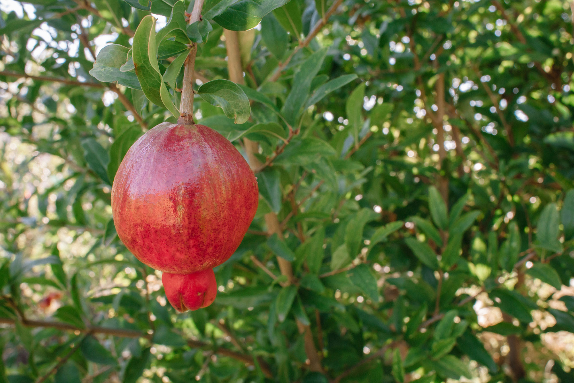 Керчь. Семейный и свадебный фотограф в Майкопе Михаил Мартиросян