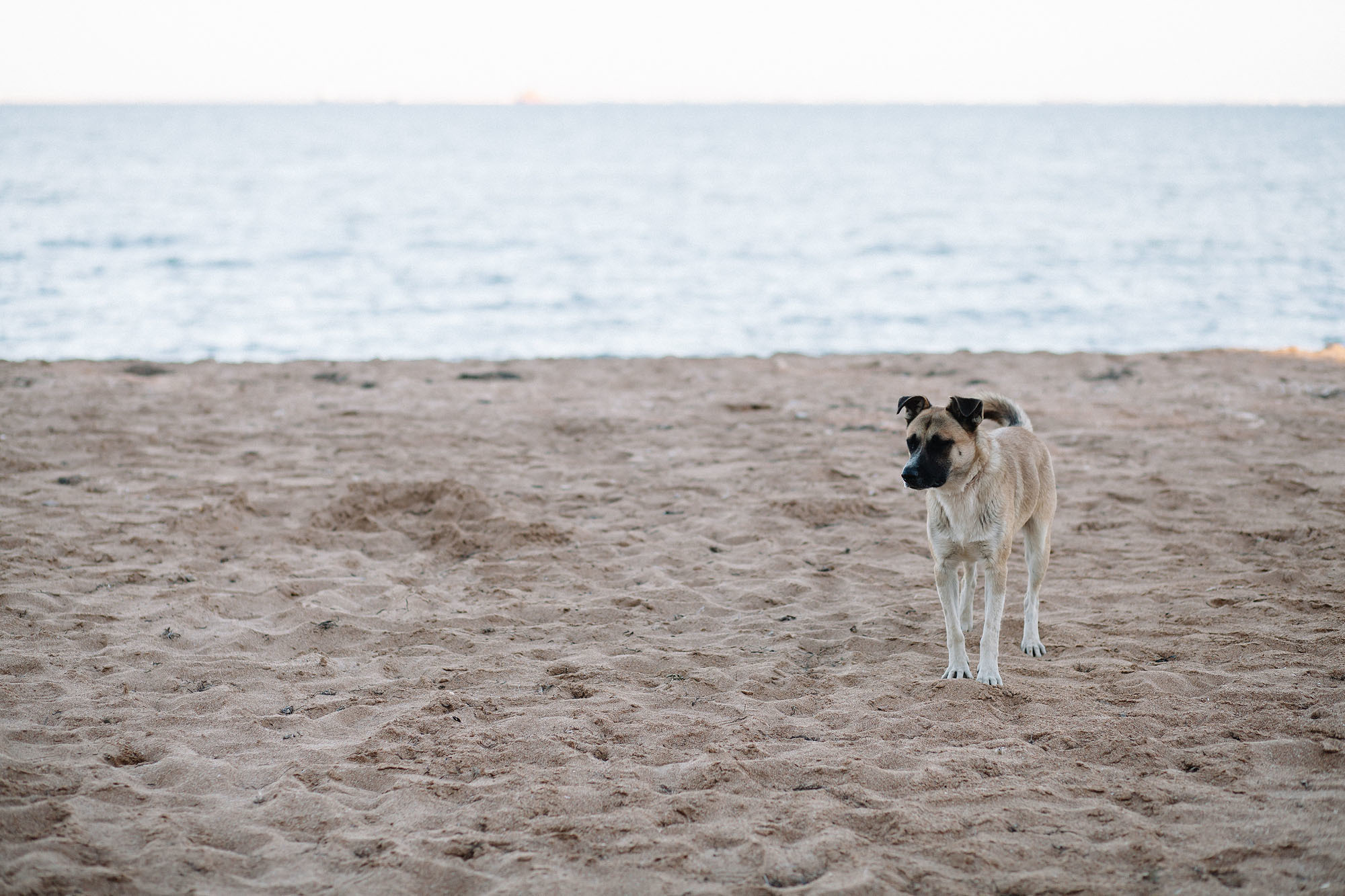 Керчь. Семейный и свадебный фотограф в Майкопе Михаил Мартиросян