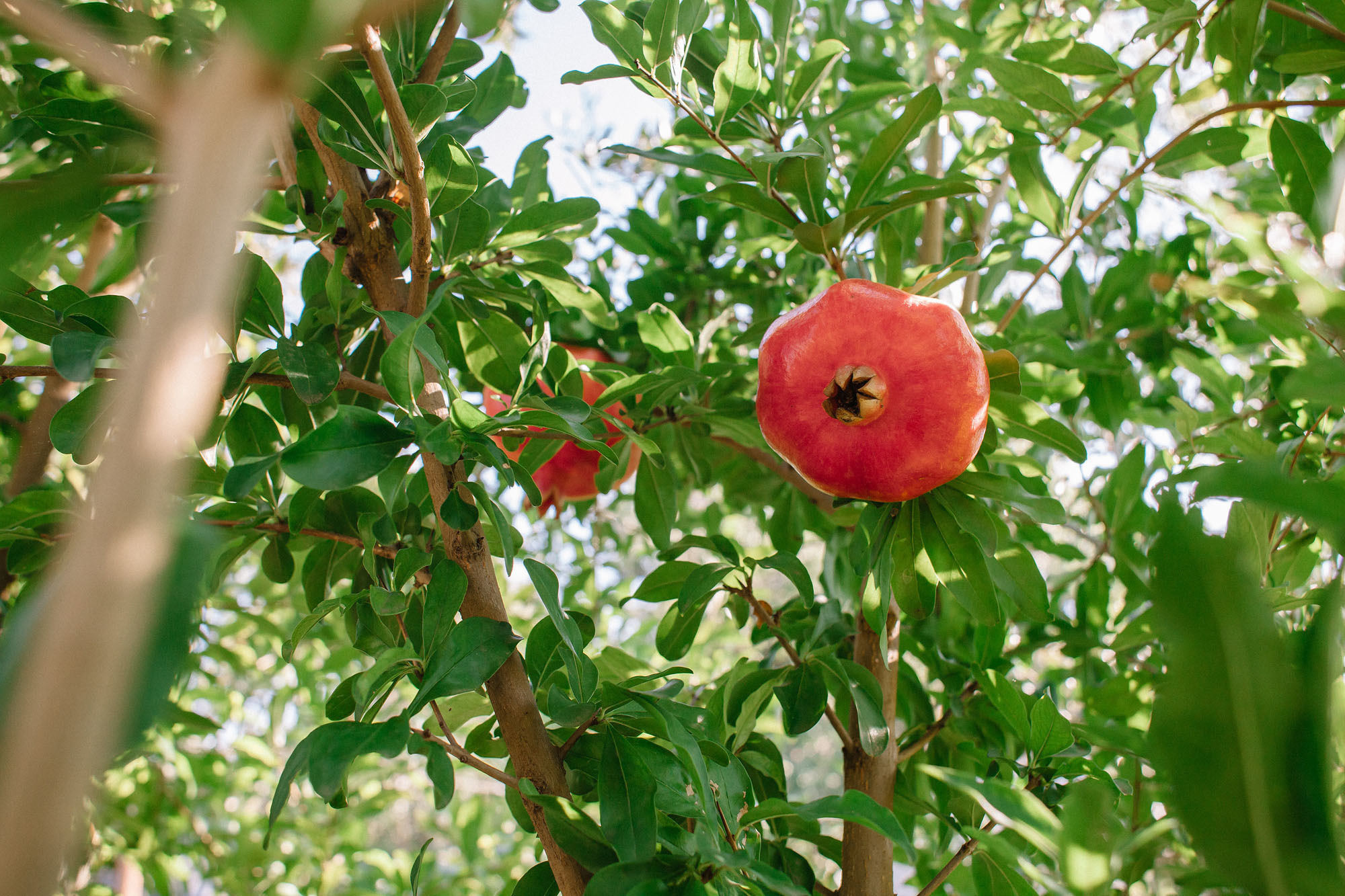 Керчь. Семейный и свадебный фотограф в Майкопе Михаил Мартиросян