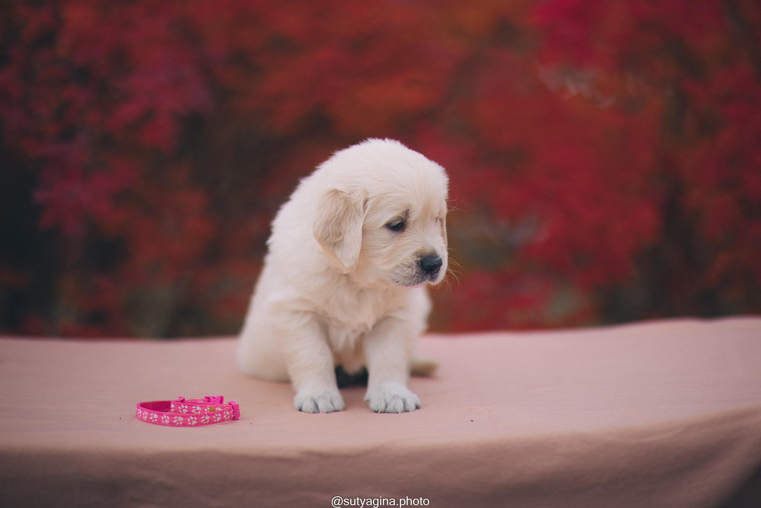Розовый ошейник. Свадебный и женский фотограф
