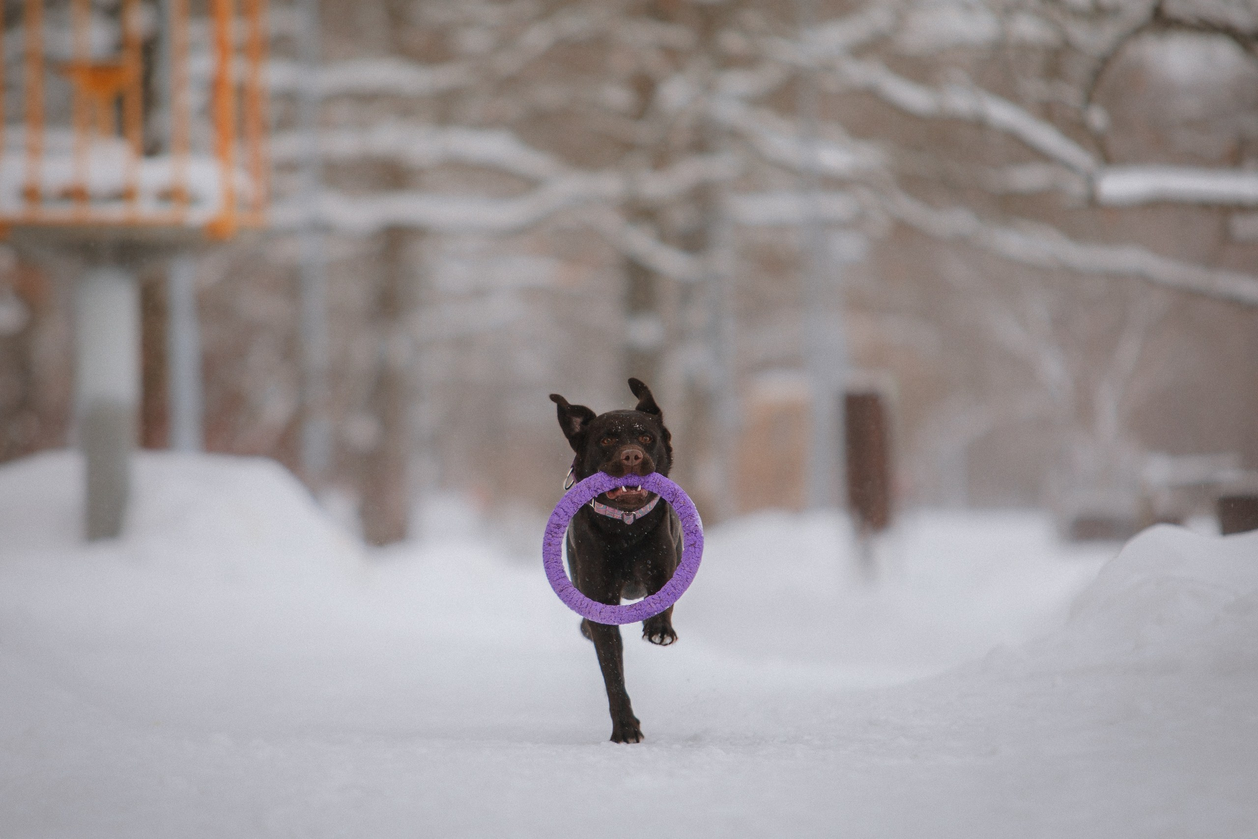 Йоло и Акира. Фотограф анималист Кузнецова Анна Нижний Новгород