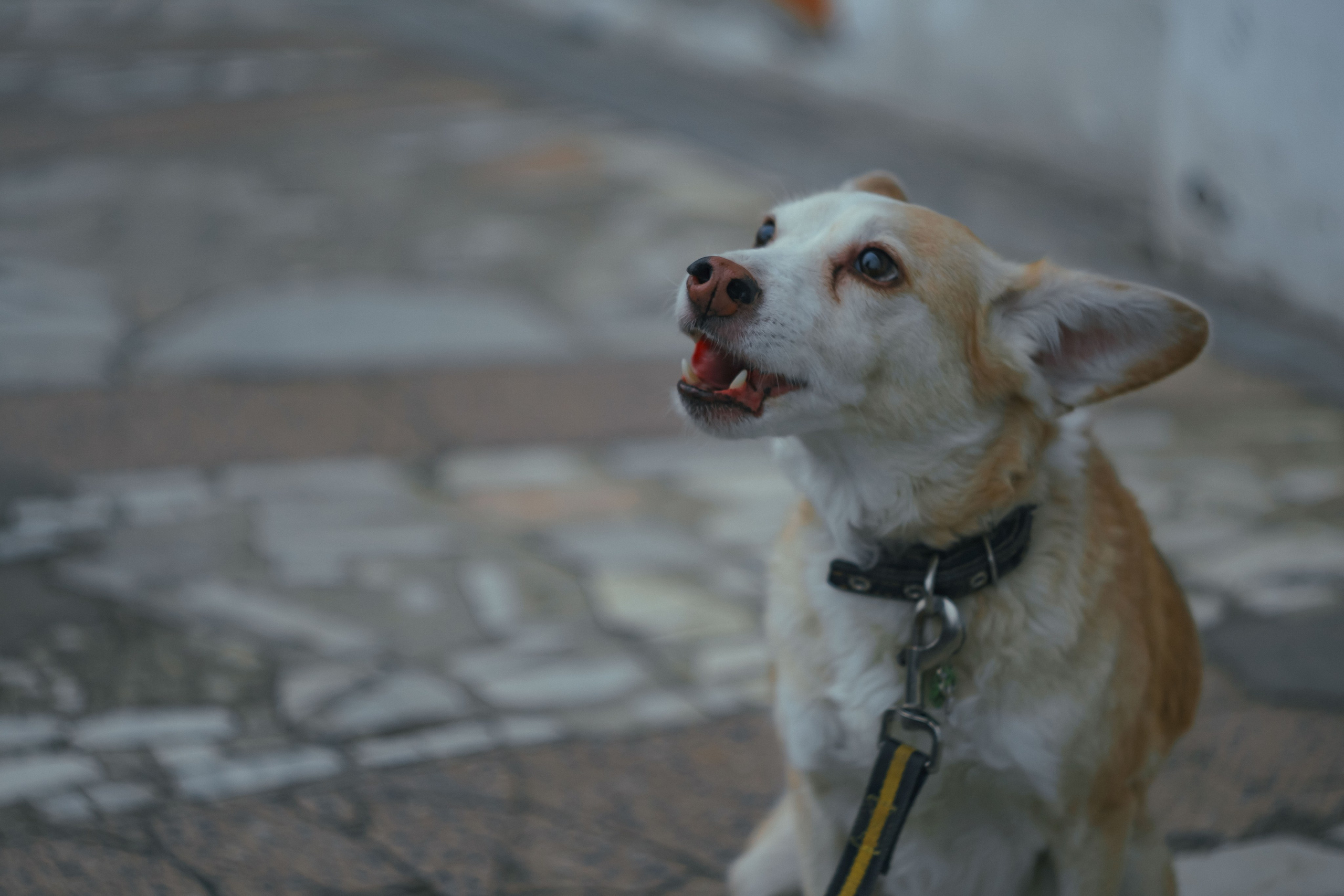 Соня. Фотограф в Кстово и Нижнем Новгороде KOLOSOK