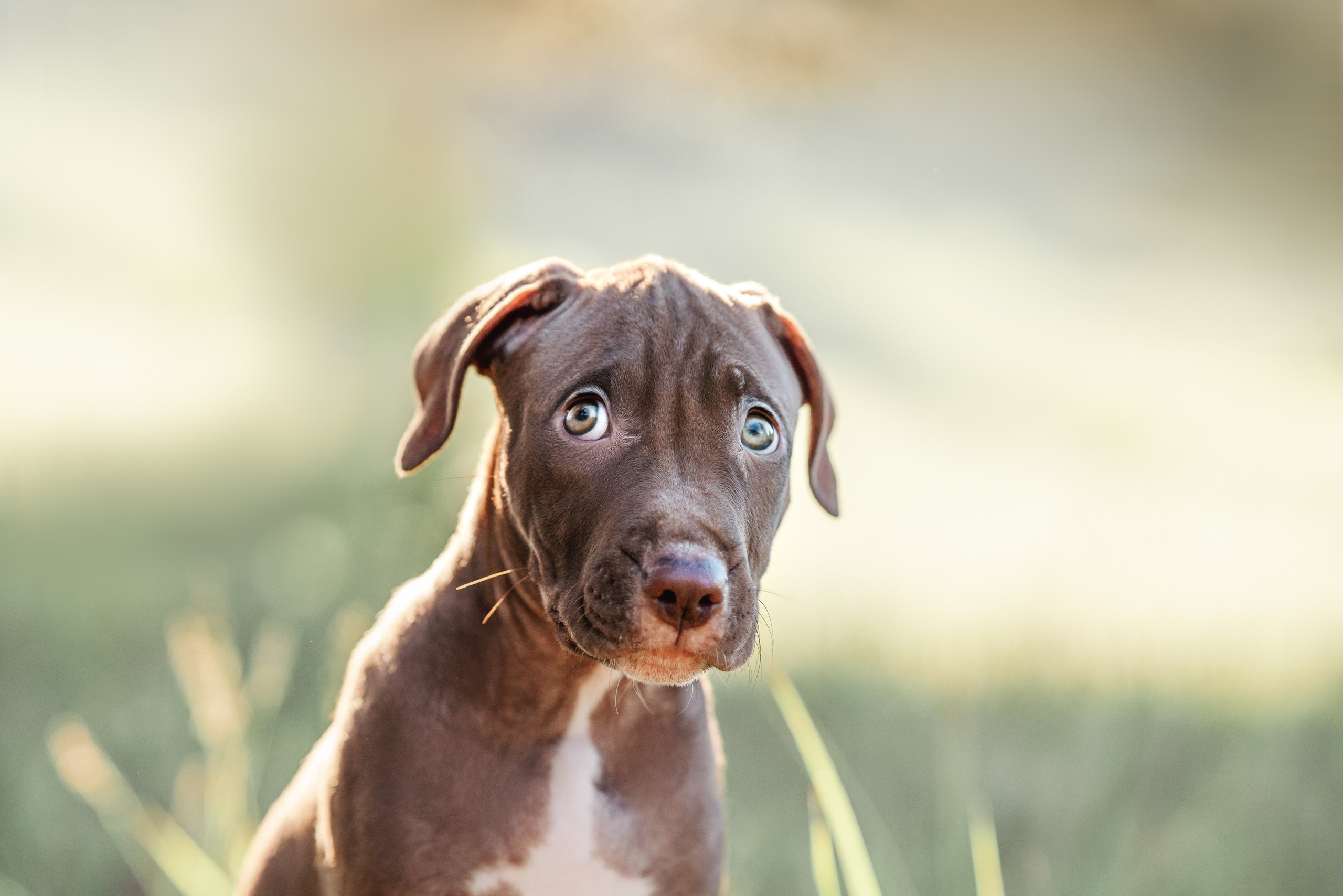 АПБТ. Фотограф анималист Осипчикова Мария