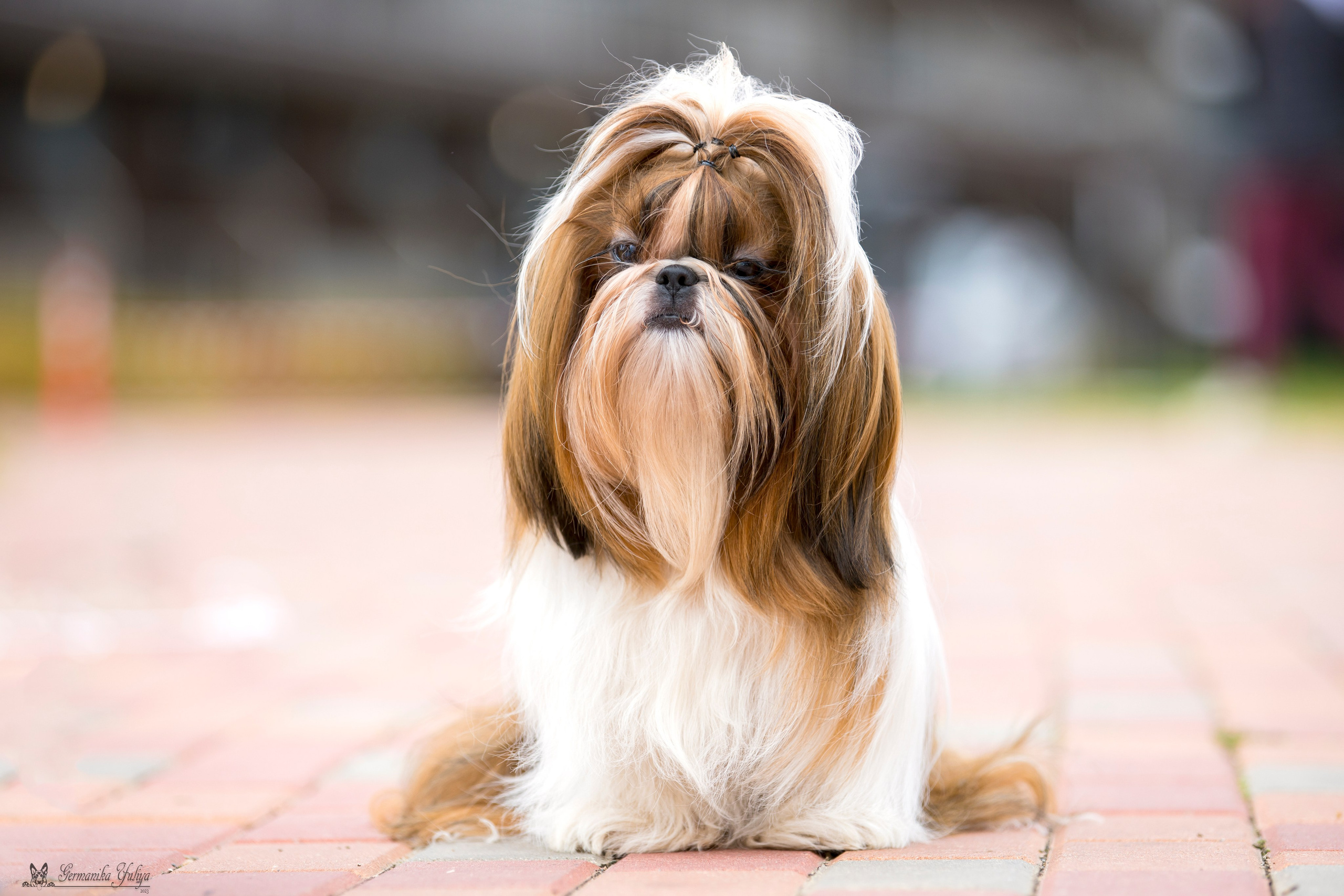 Переславль 9-10.09.2023. Фотограф-анималист Юлия Германика