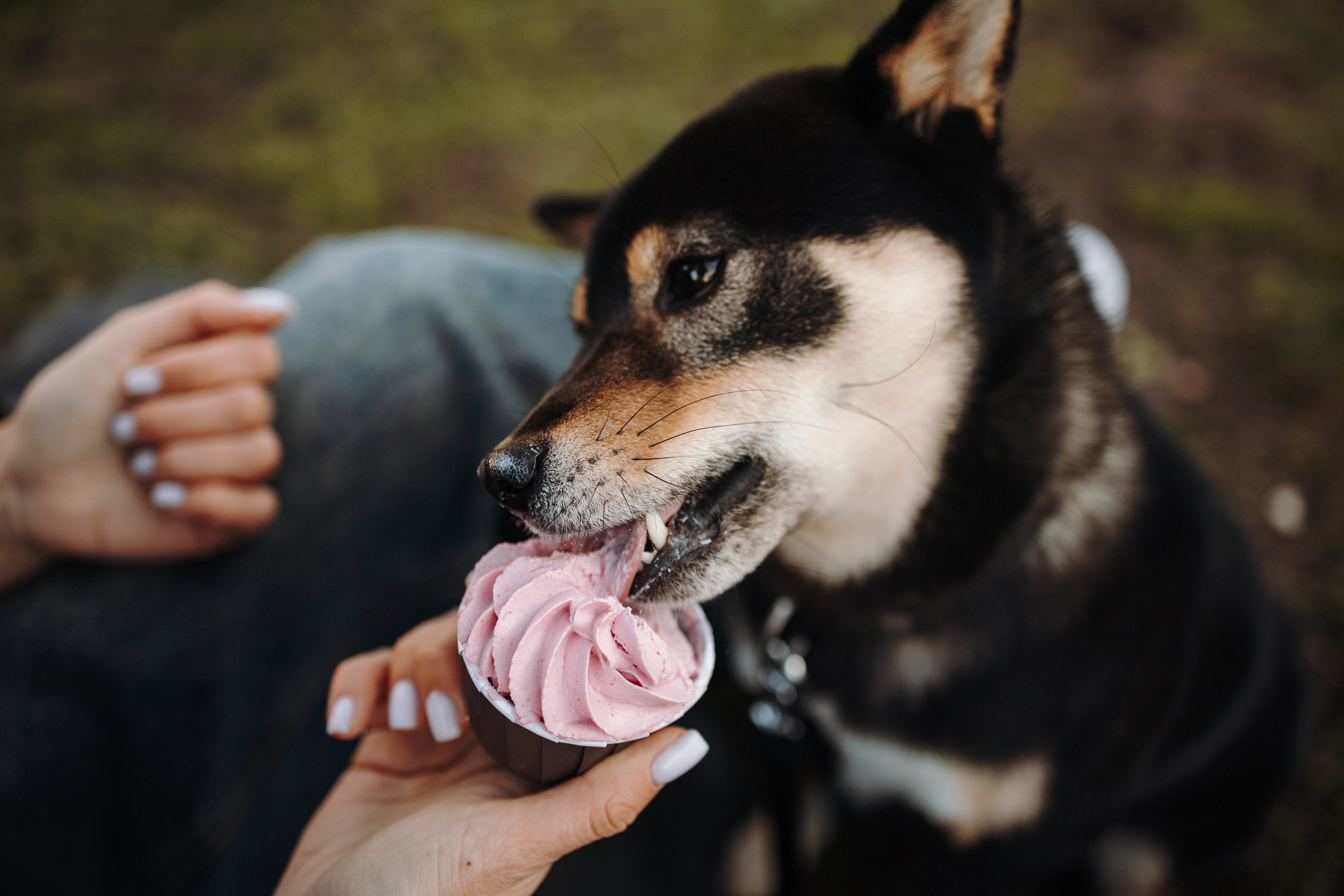 Даша и ее девочки. Фотограф — Анималист | Санкт-Петербург