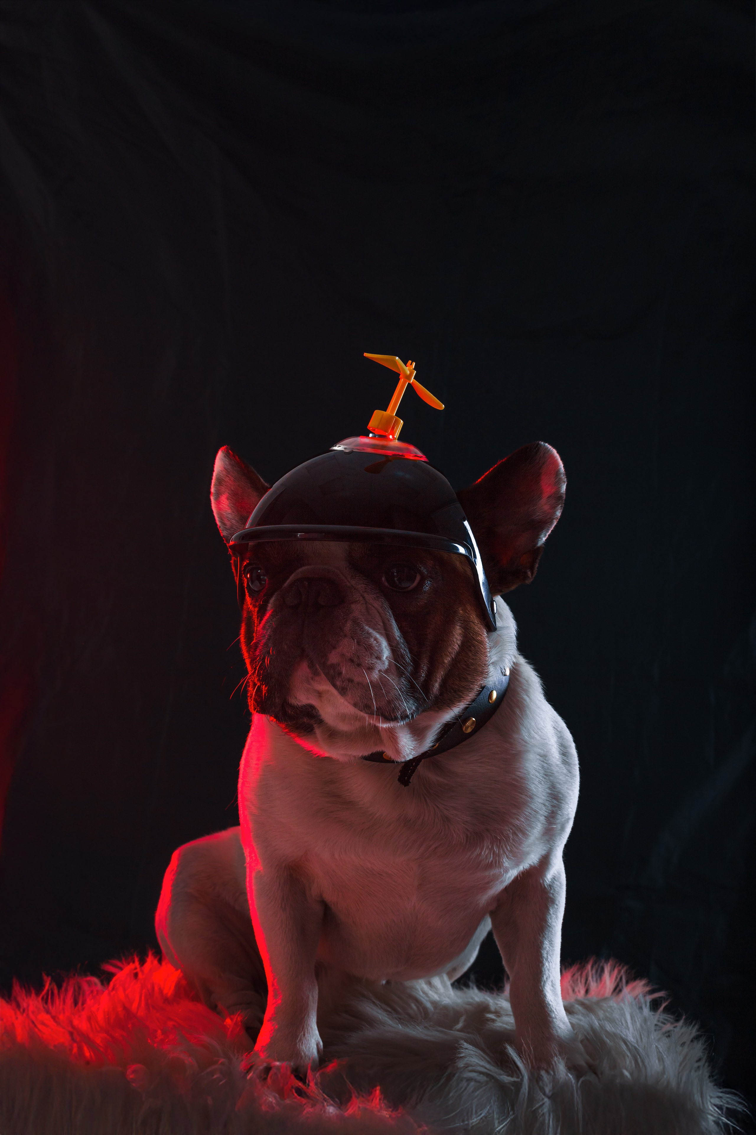 Студийная фотосессия с цветным светом. Фотограф-анималист Татьяна Степанова