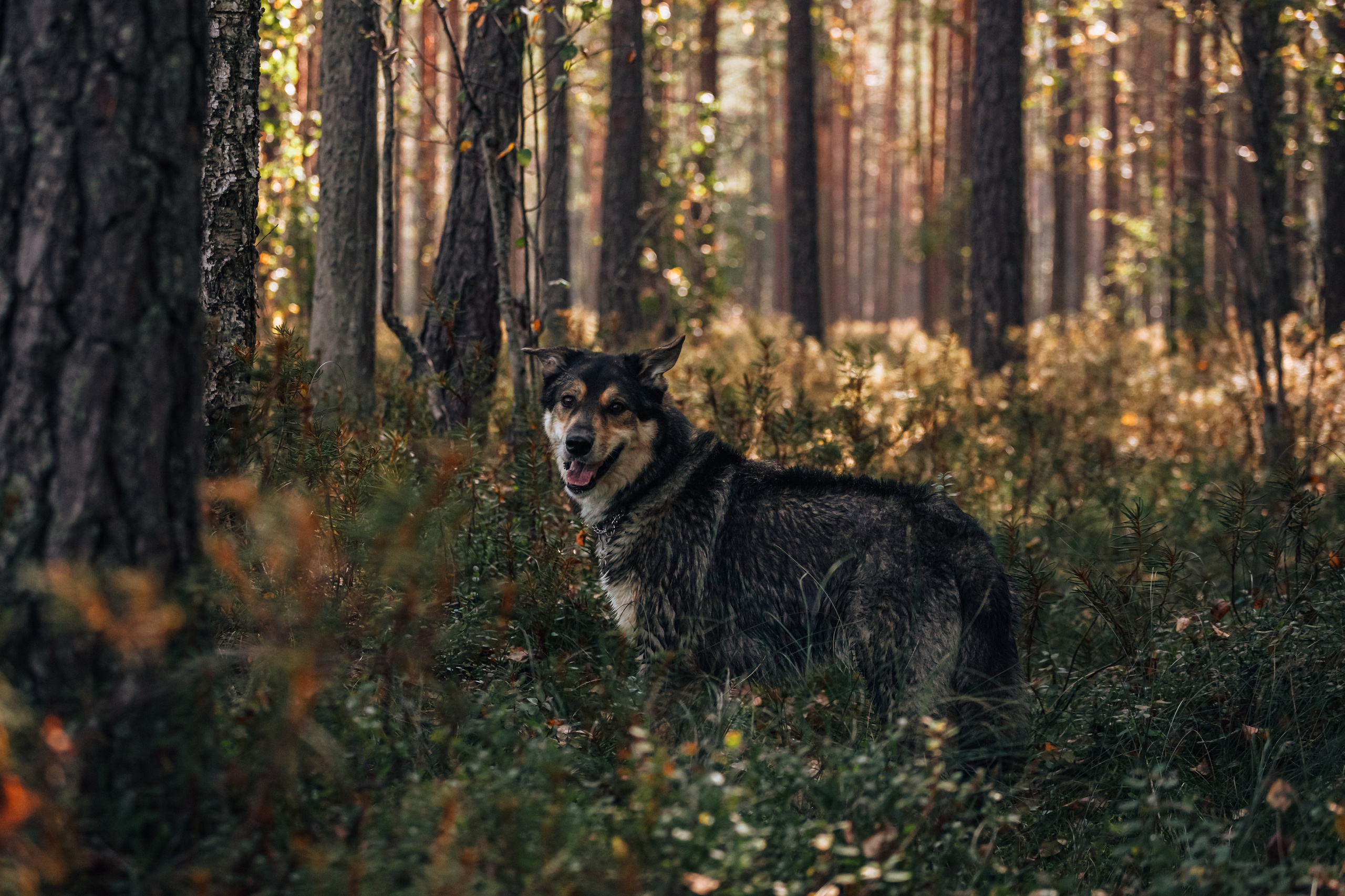 Фотопрогулка в Ленобласти. Фотограф-анималист Татьяна Степанова