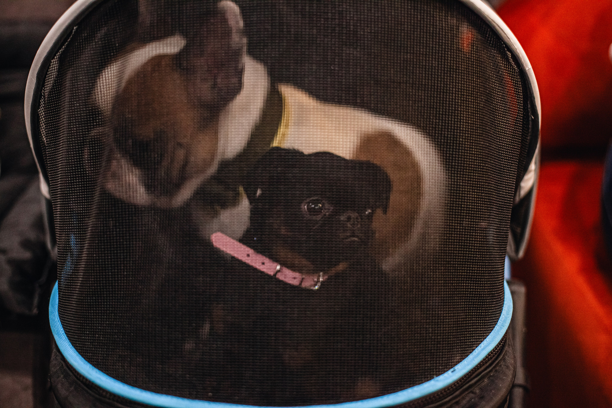 Бульёлка 2024. Фотограф-анималист Татьяна Степанова