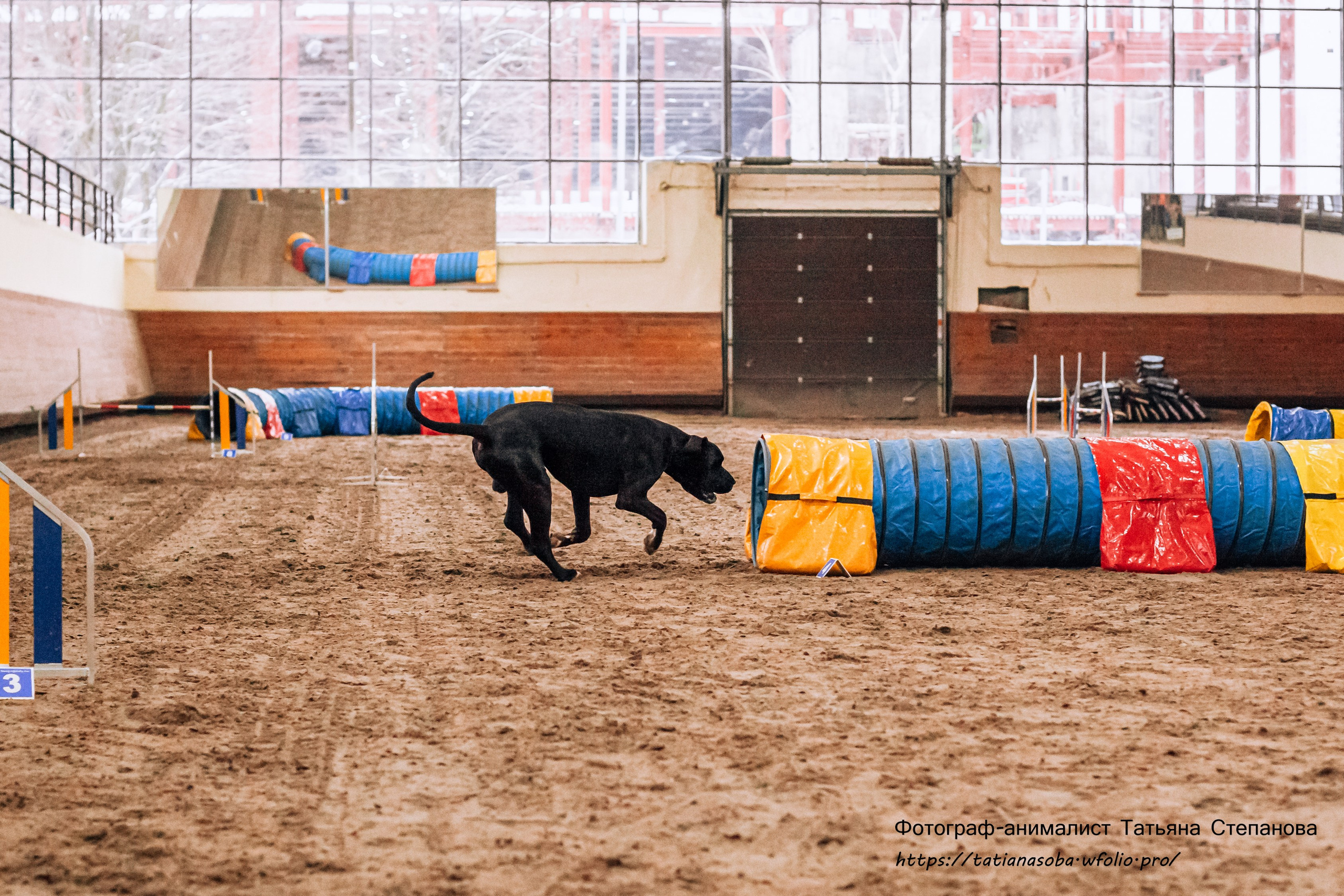 Соревнования по Аджилити 25.02.2024. Фотограф-анималист Татьяна Степанова