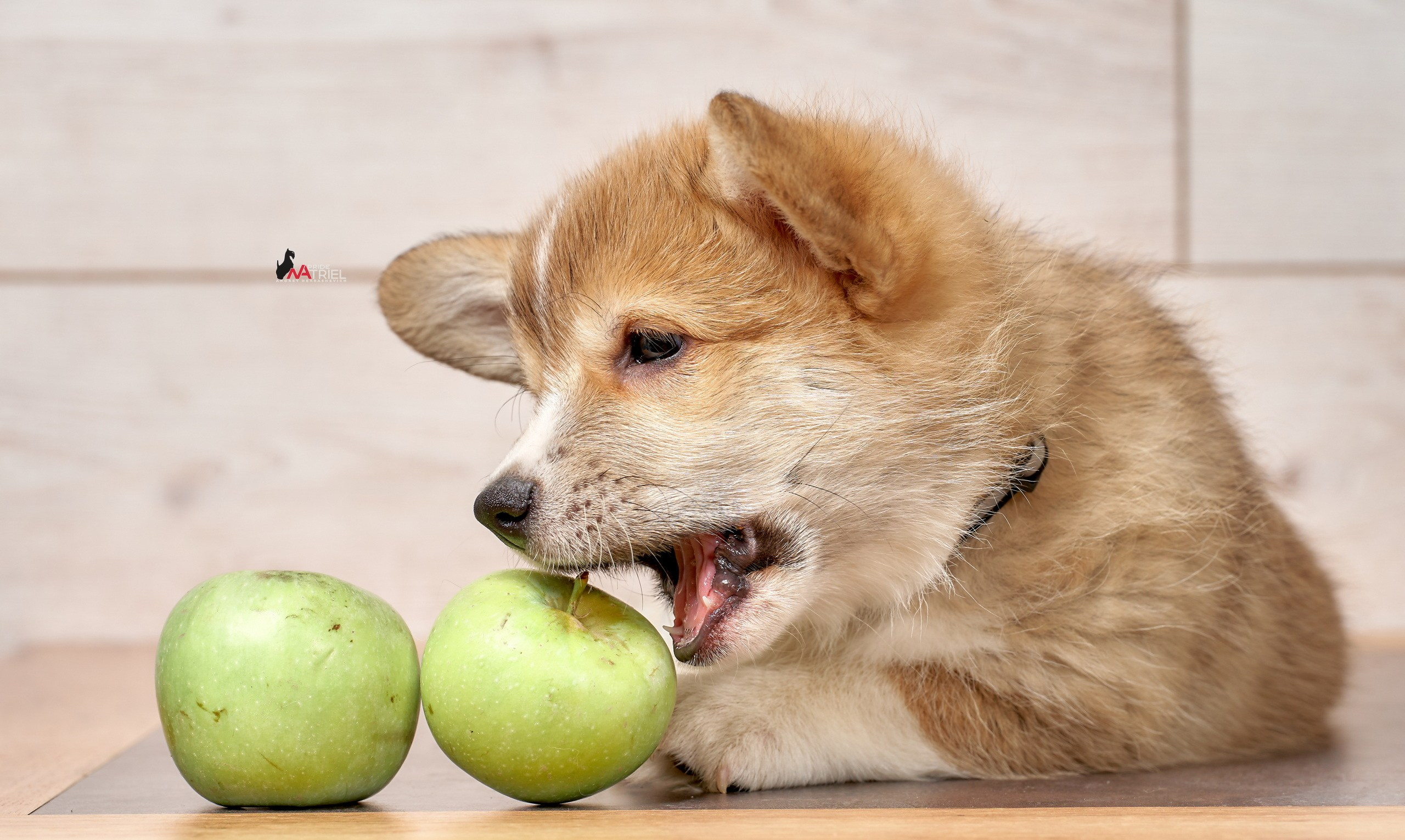Щенки дома — галерея NATRIEL
