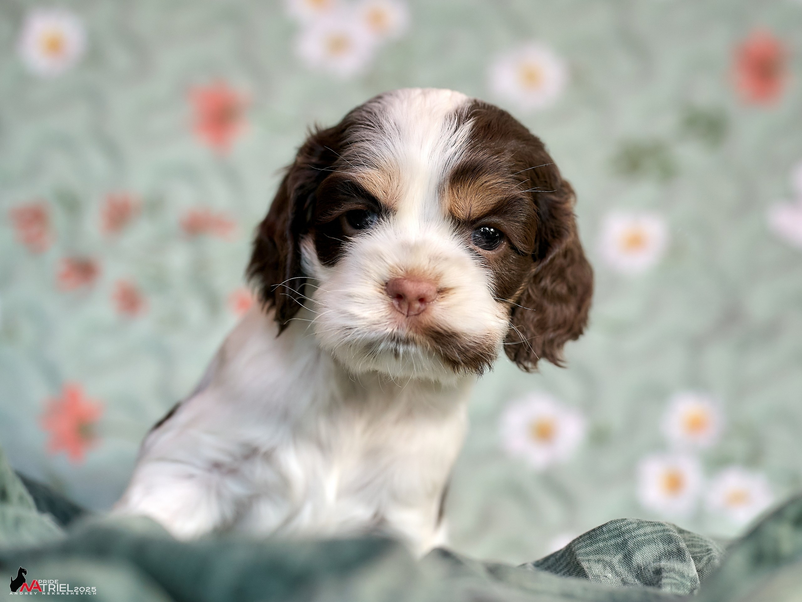 Щенки АмКокеров